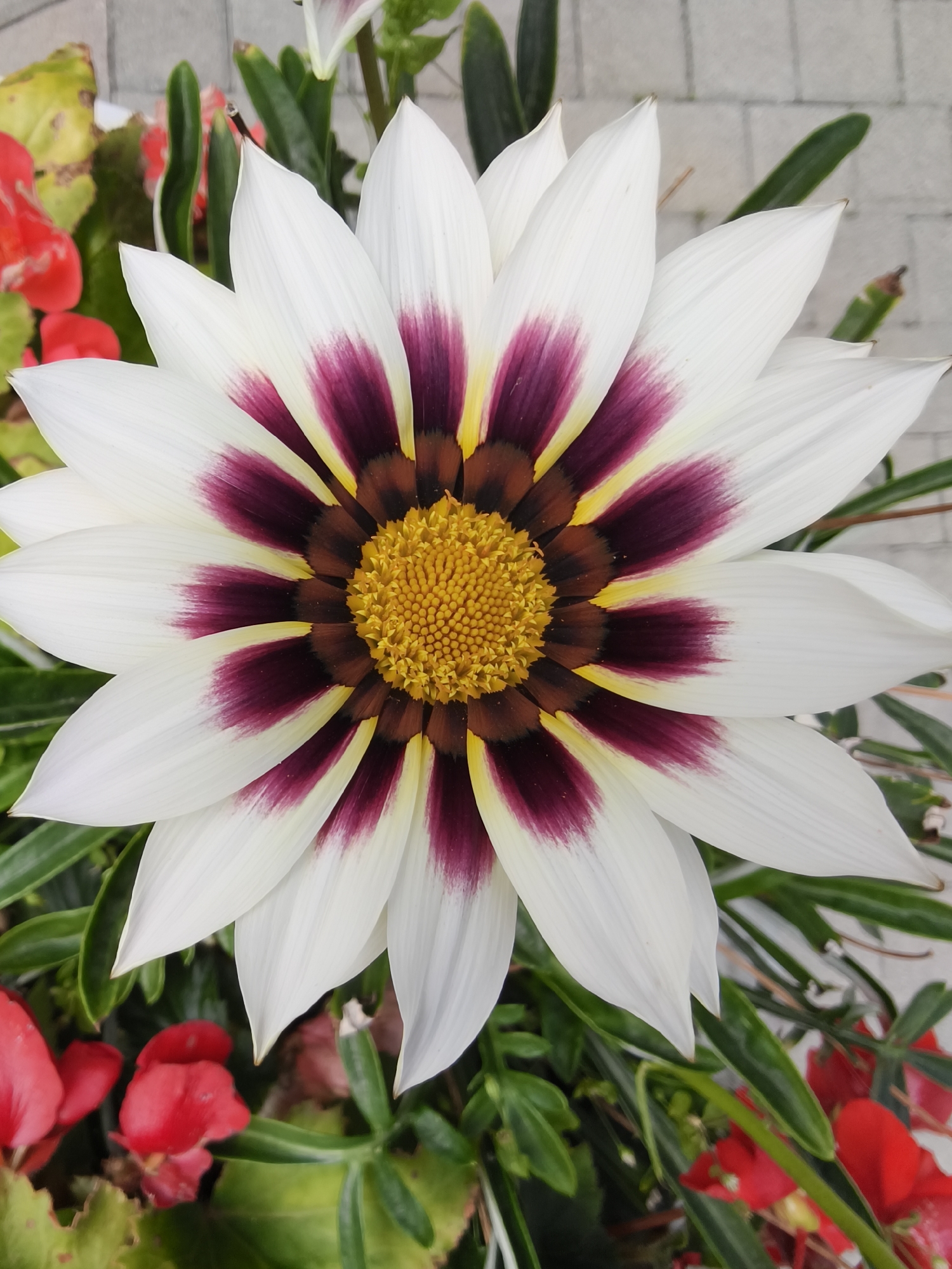 This is a close-up, eye-level, vertical shot of a Gazania flower in Solotvyno, Ukraine. The flower, with white petals edged in deep purple and yellow, dominates the frame. Surrounding the flower are green leaves and red blossoms, also blurred due to the shallow depth of field. The background consists of a light-colored, textured surface, possibly a paved area or wall, also out of focus. No people or animals are visible in the image. The lighting appears to be natural daylight.
