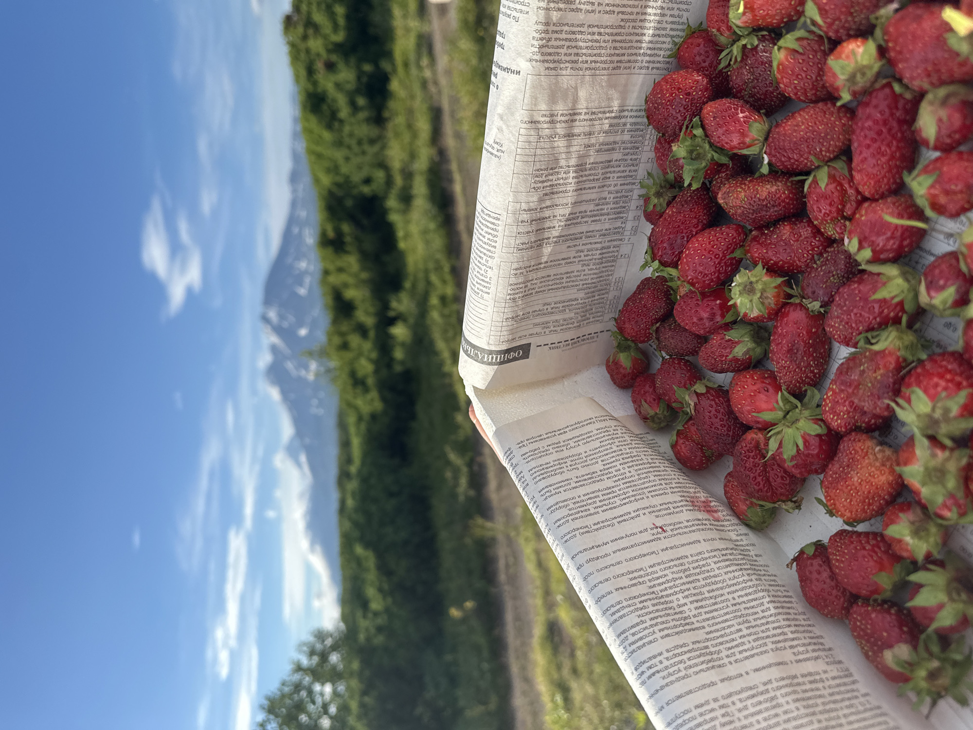 An extreme upward angle, medium shot captures a close-up of a container filled with ripe strawberries, with a blurred mountain range and blue sky in the background. The container is lined with newspaper, and the strawberries are piled high, some with green stems. In the background, a lush green landscape leads to distant mountains, two of which are snow-capped and shrouded in clouds. The sky is a vibrant blue with scattered white clouds. The overall scene suggests a harvest or a picnic in a natural setting.