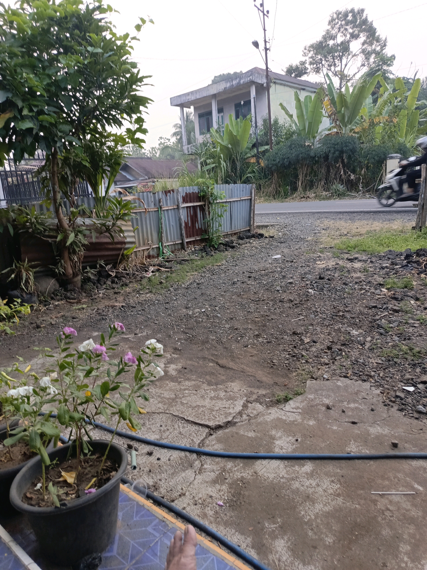 In Ulak Tanding, Indonesia, a ground-level outdoor scene depicts a residential area near a road. A grey, corrugated metal fence, partially rusted and showing signs of disrepair, separates the property from the road. Beyond the fence, a paved road is visible, with a motorcycle in motion captured on the right side of the frame, suggesting daytime activity. The landscape features lush vegetation, including banana trees and other tropical plants, surrounding a light-colored, multi-story building. In the foreground, potted plants, including one with pink and white flowers, sit on a cracked concrete surface. A blue hose lies across the concrete, and a foot is visible at the bottom of the frame, indicating human presence. The ground is covered with gravel and dirt, and a thin power pole with a light fixture stands to the left of the building.