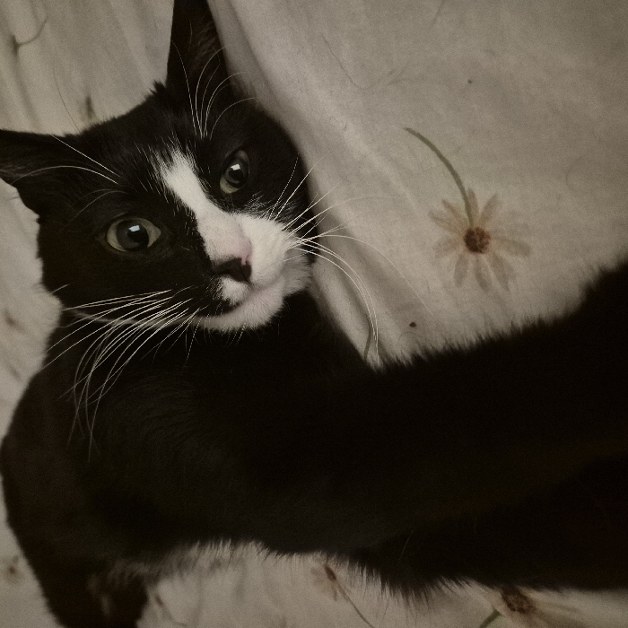 A tuxedo cat with striking black fur and prominent white markings is the central subject of this close-up image. The cat's face is largely white around its muzzle and nose, which is a soft pink hue, while a large patch of black fur covers one side of its face, extending up to its ear. Its large, light green eyes are wide and focused directly on the viewer, conveying an alert and curious expression. Long, delicate white whiskers fan out from its snout.
The cat is positioned against a light-colored, patterned fabric, which appears to be bedding or a soft blanket. This fabric features a subtle, faded design of small, simple daisy-like flowers with thin green stems scattered across it. Part of the cat's black body and what appears to be an outstretched limb are visible, extending towards the lower right of the frame, blending with the black fur on its chest. The lighting is soft and ambient, suggesting an indoor setting. The image captures a quiet moment, focusing on the cat's engaging gaze. No visible text is present. Although the location context of Strasbourg, France was provided, there are no visual cues within the image itself to indicate this specific location.