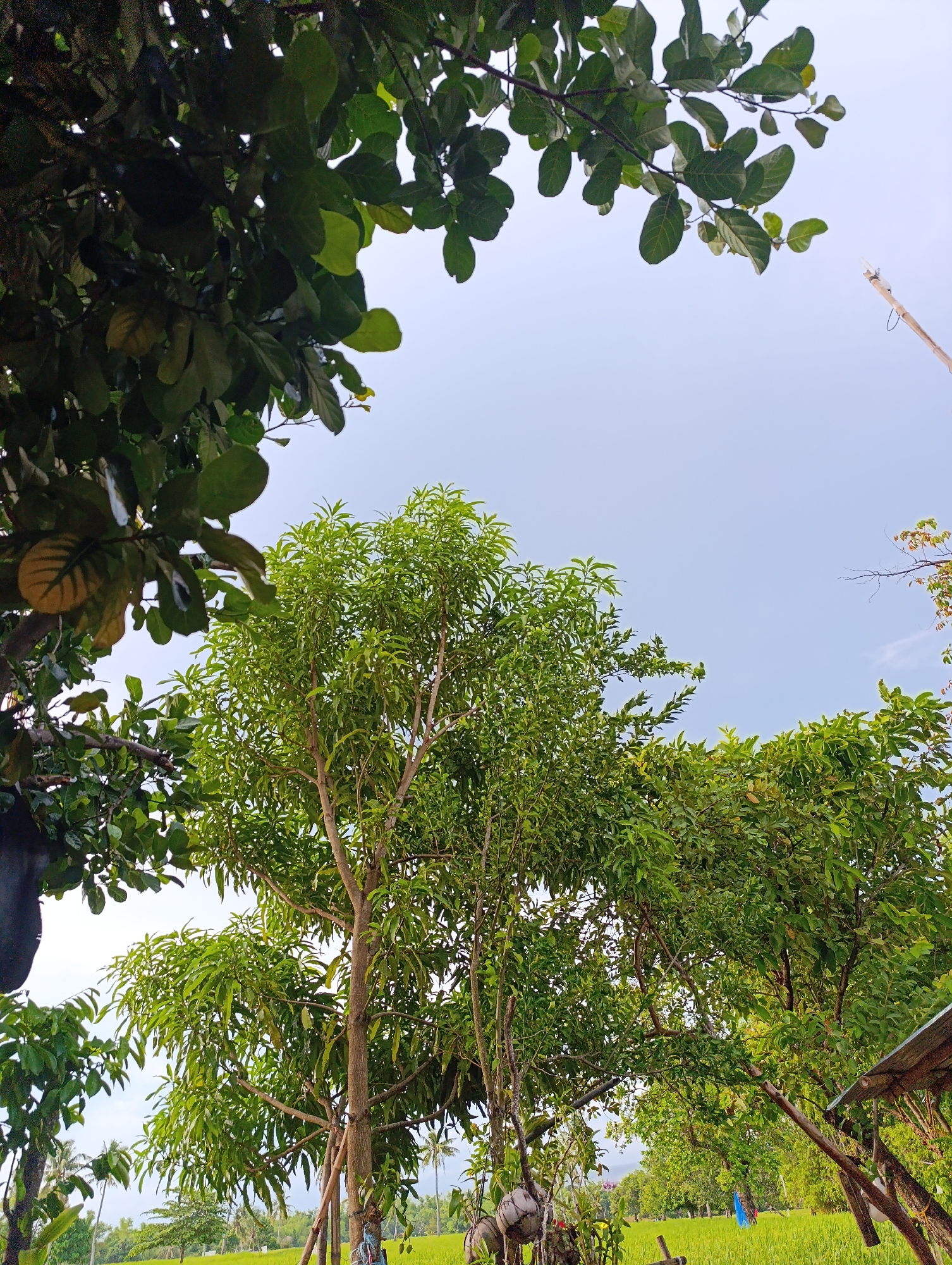The image shows a view of lush green trees with a clear sky in the background. In the foreground, the branches of a large tree with dark green leaves are visible, partially obscuring the view. To the right and center, a younger tree with lighter green leaves stands tall, its branches reaching upwards. In the distance, a bright green field stretches out, suggesting a rural or agricultural setting. The sky is a pale blue with hints of white clouds. A thin, diagonal wooden pole extends from the top right corner, possibly part of a structure or marking. The overall impression is one of natural abundance and a peaceful, open environment.