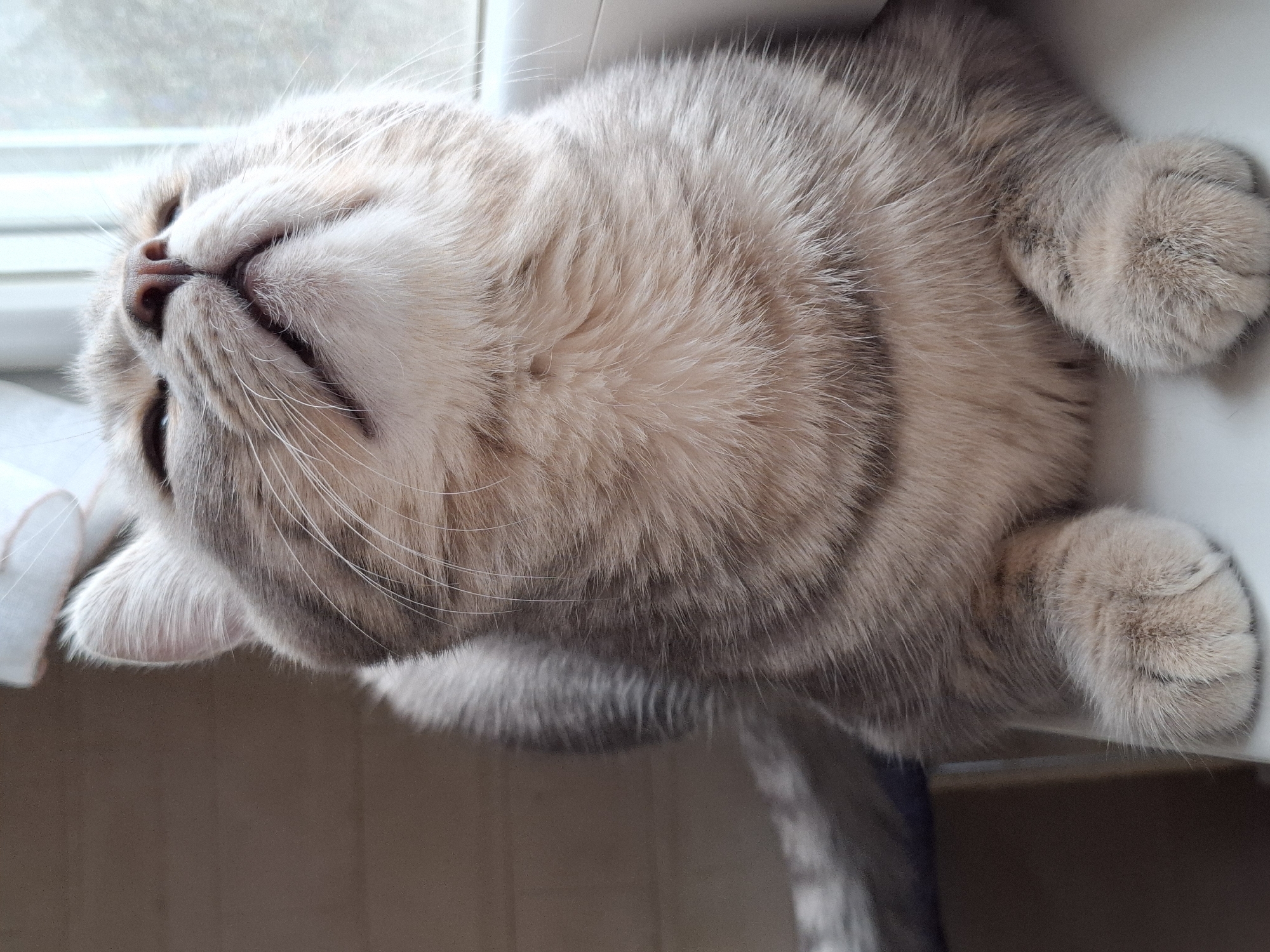 A close-up, head-on shot depicts a light brown tabby cat sleeping on what appears to be a windowsill. The cat is lying on its back with its paws curled near its face. The fur is soft and dense. The cat's nose is pink. Part of a window is visible in the background. The location is not discernible from the image, and therefore a specific location in Novi Sad, Serbia cannot be determined.