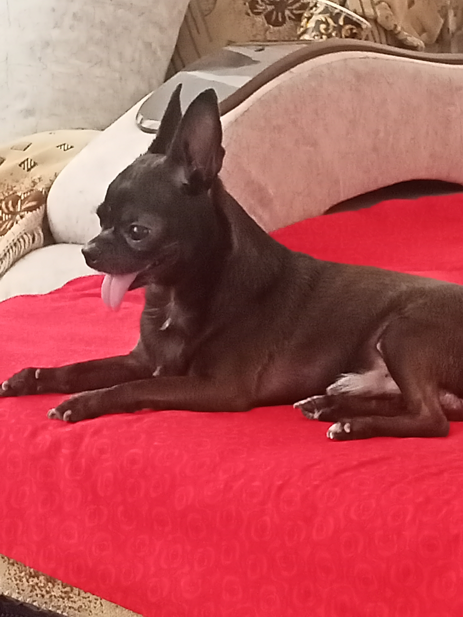 A small, black Chihuahua dog is lying on a bright red, textured blanket. The dog is facing left, with its tongue hanging out and its ears perked up. The dog's paws are resting on the blanket, and its body is extended. In the background, there are soft furnishings, including a beige and white patterned cushion and a light pink cushioned headboard. The scene appears to be indoors, possibly on a bed or sofa, in a domestic setting. The image was taken in Sokuluk, Kyrgyzstan.