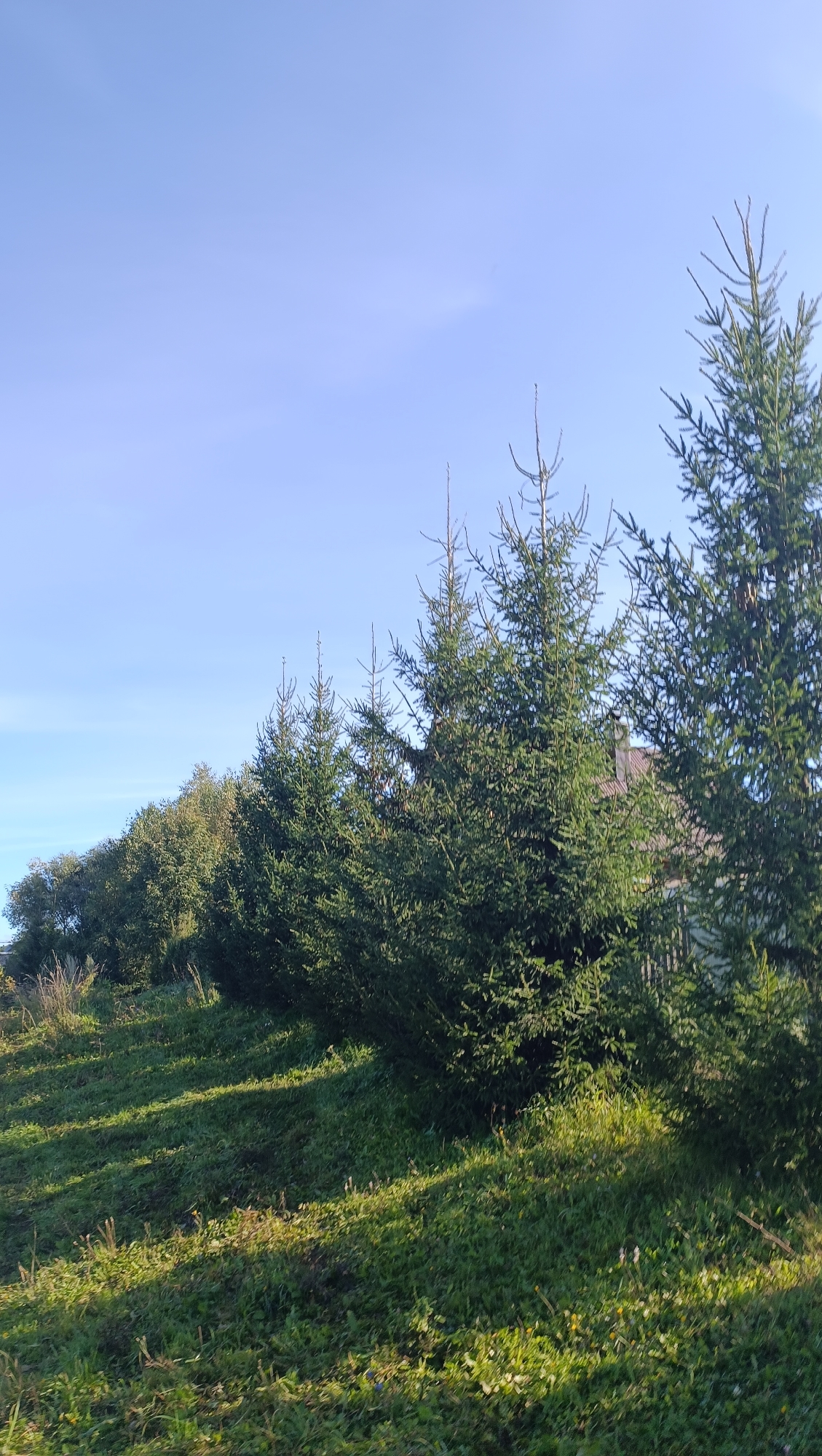 The image depicts a row of evergreen trees, likely fir trees, lining a grassy slope under a clear blue sky. The sun casts shadows on the uneven terrain, highlighting the texture of the grass and foliage. In the background, a portion of a building with a brown roof is visible through the trees. The overall scene suggests a natural or semi-rural setting, possibly a park or a residential area on the outskirts of a city. The mention of Karsha, Russia, places this scene within that specific geographic context, implying it could be a view from a park, a backyard, or a roadside in that locality.