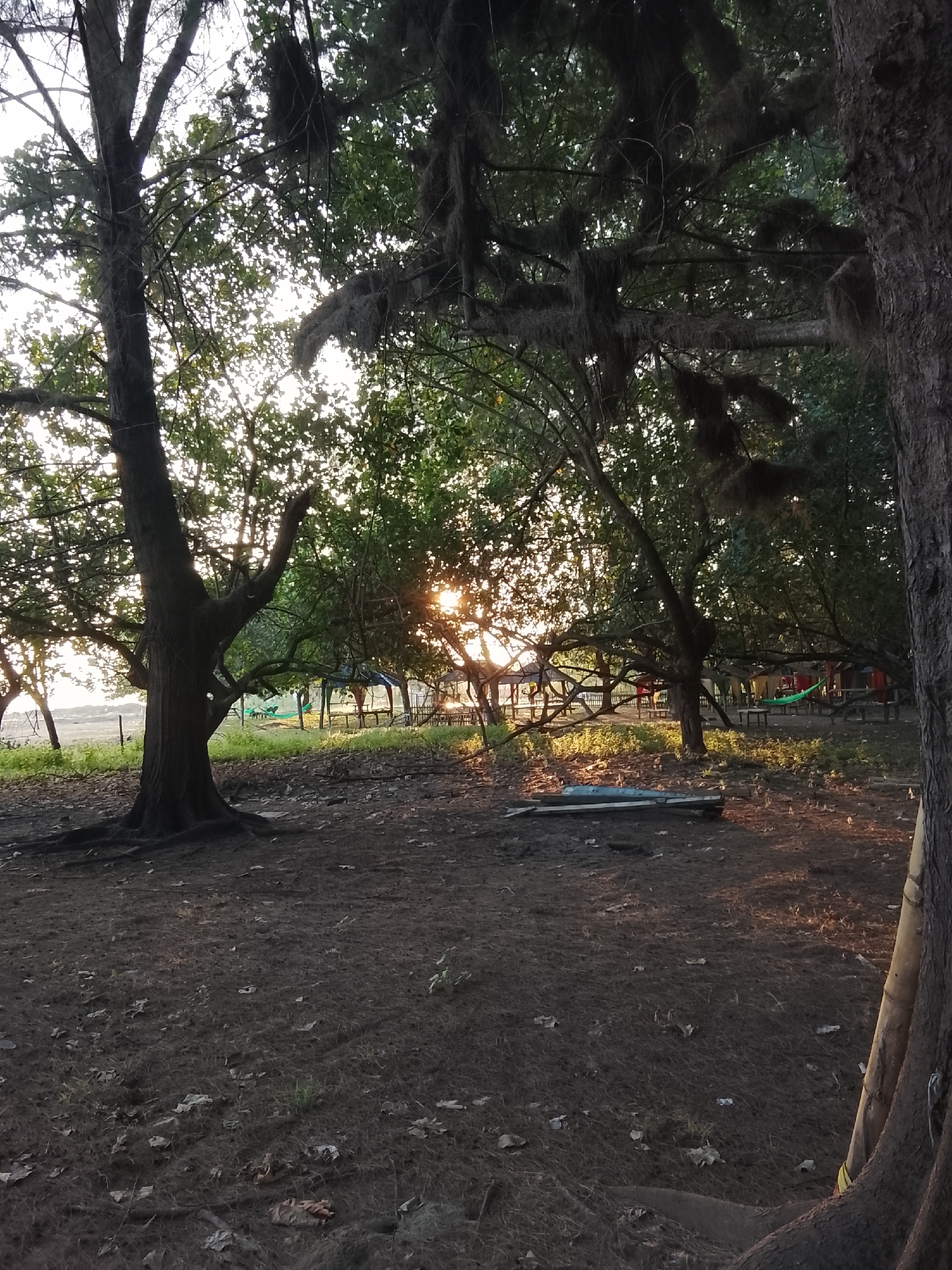This image captures a serene outdoor scene beneath a canopy of trees, likely at a park or recreational area in Reudeuep, Indonesia. The sun's rays filter through the leaves, casting a warm glow on the forest floor, which is covered in dark soil, scattered leaves, and dry grass. Several trees with thick trunks and gnarled branches dominate the foreground and midground, with some branches adorned with Spanish moss, adding a touch of natural artistry.
In the background, glimpses of structures suggest a place of gathering or relaxation. Colorful awnings or tarps are visible, possibly indicating a market or seating areas. A bright green hammock is strung between two trees, inviting rest. Scattered on the ground are what appear to be pieces of lumber or long, flat objects, possibly part of a dismantled structure or discarded materials. The overall atmosphere is tranquil, with the natural elements of the trees and sunlight creating a peaceful ambiance.