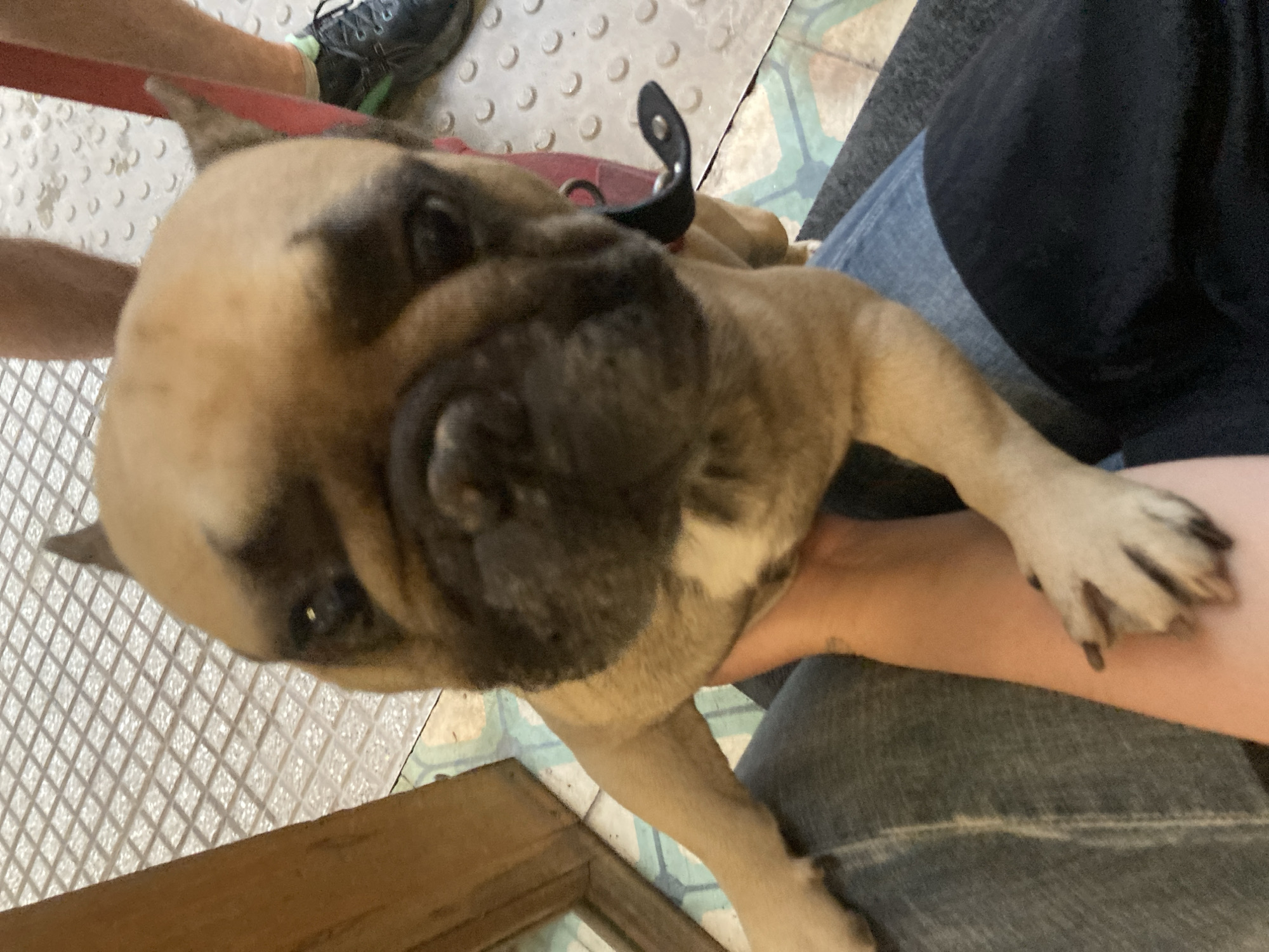 A fawn and brindle French Bulldog with a black mask and white chest markings is the central subject of this close-up image. The dog has characteristic wrinkled skin, dark eyes, and prominent 'bat ears,' looking directly at the viewer with an alert yet calm expression. It wears a red collar with a small black attachment visible near its shoulder.
The dog is being held by a person, whose hands are seen supporting its body and a paw. This person is wearing blue jeans and a black shirt. In the background, another person's leg and foot, shod in a black athletic shoe with green accents, are visible.
The setting appears to be an indoor space with varied flooring. Part of the floor is a textured, white, possibly non-slip surface, while another section consists of patterned tiles in shades of blue, green, and brown. A wooden edge or frame is present in the lower foreground. The lighting suggests an indoor environment. No text is visible in the image.