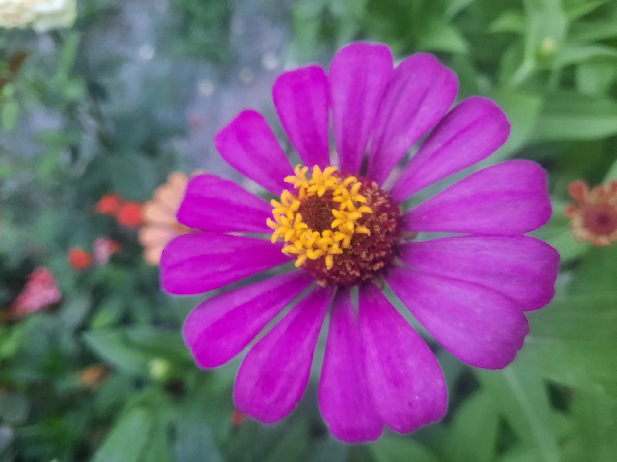 A close-up, eye-level, vertical shot showcases a vibrant magenta zinnia flower, its petals fanning out symmetrically from a central disc of golden yellow stamens and dark brown pistils. The flower's petals are broad and slightly rounded at the tips, with a delicate texture. The background is a soft blur of green foliage and hints of other colorful flowers, suggesting a garden setting. The image is sharpest on the zinnia, with a shallow depth of field that isolates the bloom. The lighting appears to be natural, possibly from an overcast sky or dappled sunlight, creating soft shadows and highlighting the flower's rich color. No people or specific locations within Hulbuk, Tajikistan are discernible.