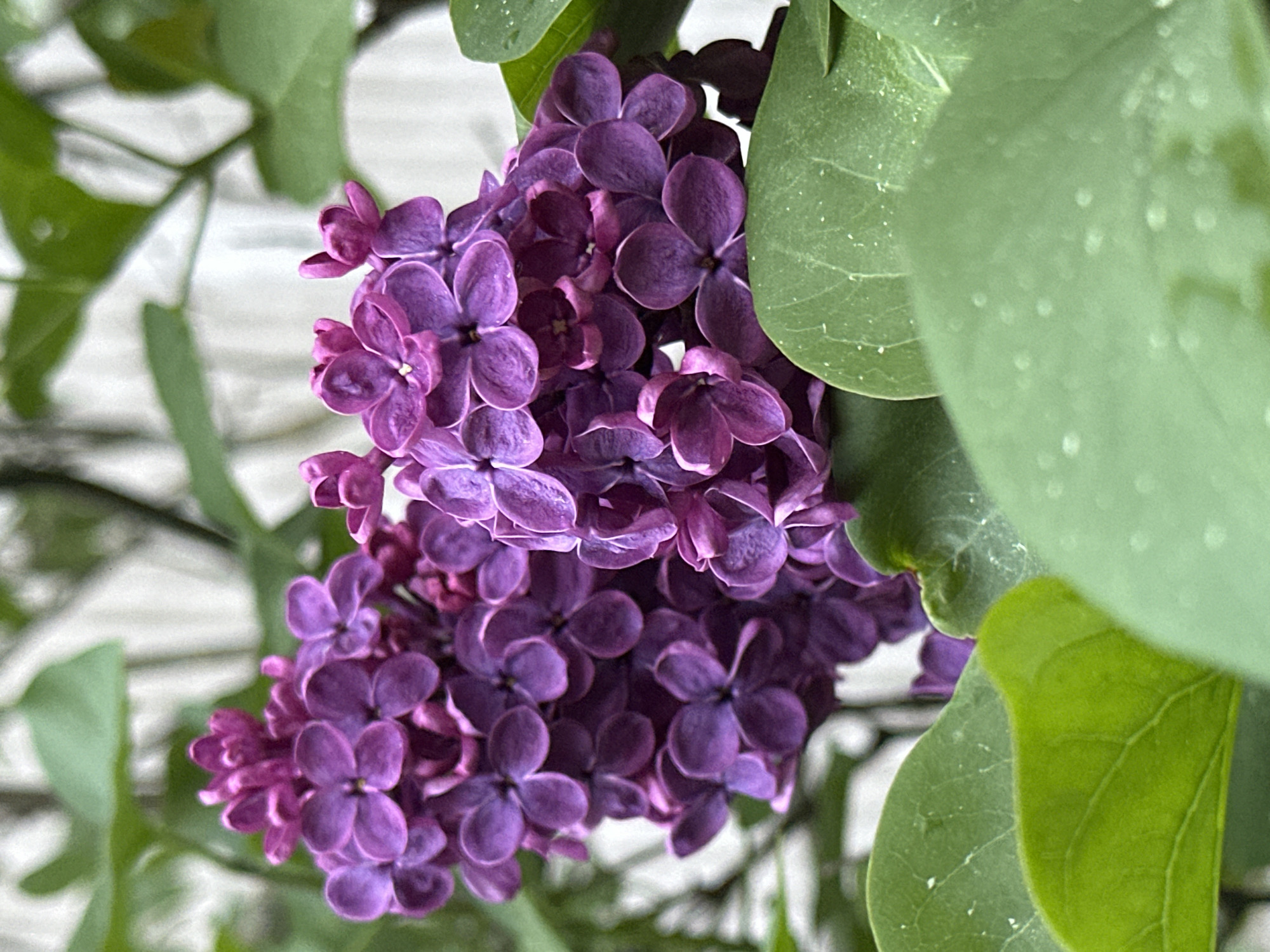 A close-up photograph depicts a cluster of purple lilac flowers, prominently positioned in the center of the frame. Green leaves are interspersed within and around the floral arrangement, some exhibiting light spots or discoloration. The background is blurred and indistinct, possibly suggesting an outdoor setting. There are no discernible people or specific location details in the image that would allow identification of Riga, Latvia. The image focuses primarily on the lilac bloom and associated foliage.