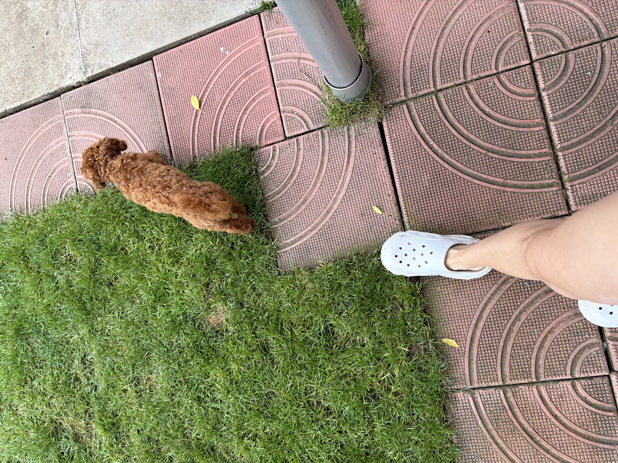 An aerial, full-frame shot shows a small, fluffy, light brown dog with curly fur on a patch of bright green grass. The dog is facing away from the viewer and is positioned on the left side of the frame, with its body extending into the upper center portion of the image. The grass is cut short and appears well-maintained. To the right of the grass is a pathway made of red, square tiles with a raised circular pattern. A thin, yellow leaf rests on one of the tiles. The pathway extends to the right edge of the frame and appears to be adjacent to a concrete surface. In the lower portion of the frame, a human leg wearing a white Croc shoe is visible, pointing towards the right side of the image, partially obscuring the tiled pathway. A gray metal pole with a silver band around its base is located to the right of the dog, near the center of the frame, emerging from the grass between the tiles. The scene appears to be outdoors, possibly in a park or garden within the city of Sofia, Bulgaria, given the typical paving and greenery.