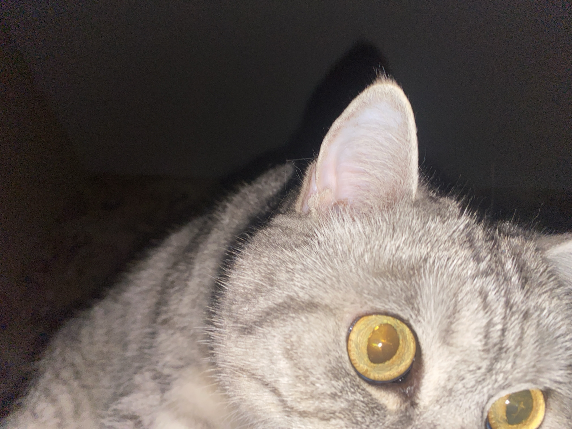 A close-up shot focusing on the face of a grey tabby cat with striking golden eyes. The cat's head is tilted slightly, and its ear is prominently visible, with a shadow cast behind it. The background is dark and blurry, suggesting a dimly lit environment. No information about the city of Chaikovsky, Russia can be extracted from the image.