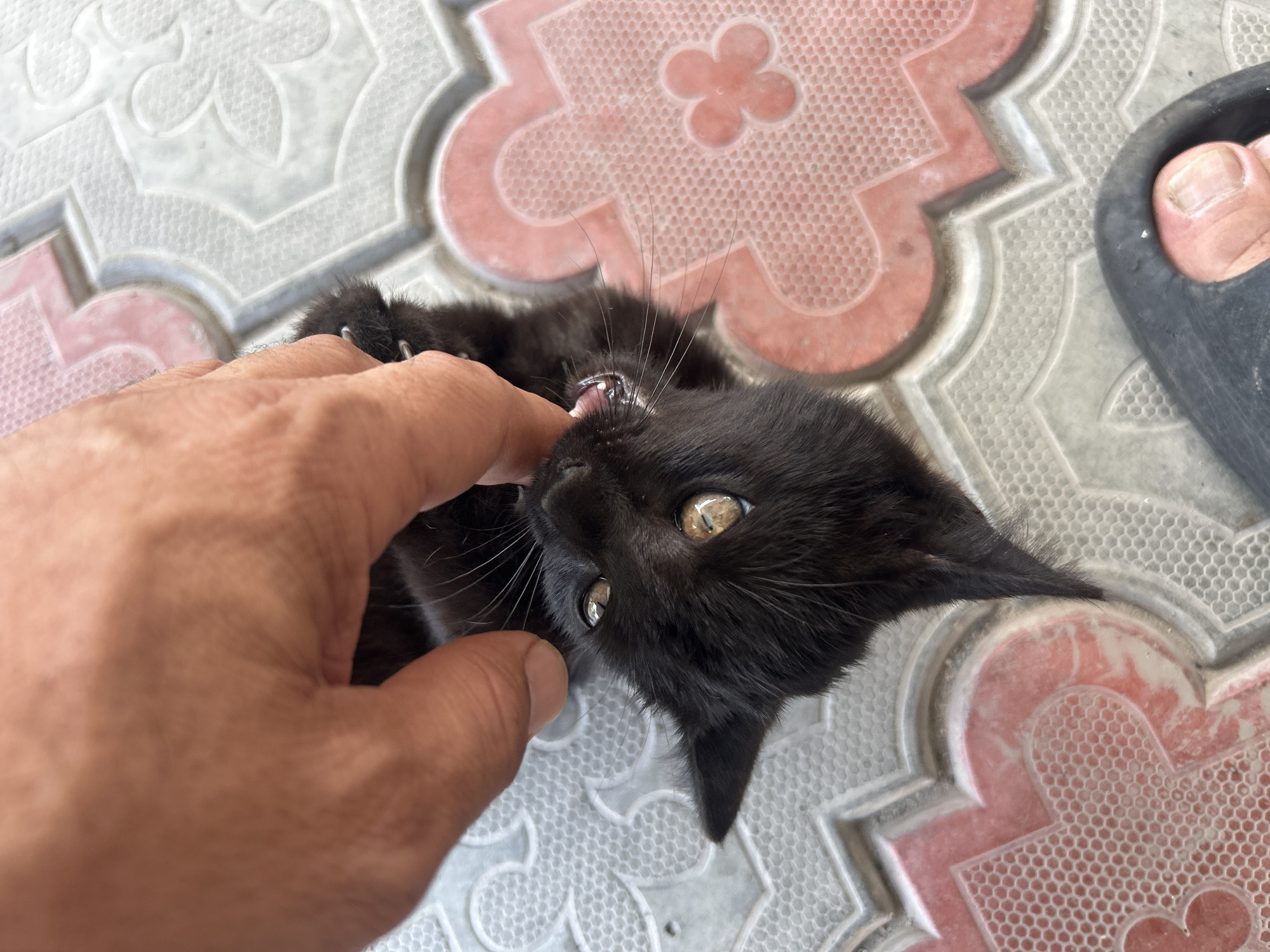 A close-up, high-angle shot shows a person's hand holding a black kitten upside down by the scruff of its neck. The kitten's mouth is open, and its tiny teeth are visible as it plays with the person's finger. The kitten has large, bright amber eyes and long white whiskers. It is lying on a patterned outdoor floor made of interlocking tiles, primarily gray and pink. In the lower right corner, a person's bare foot wearing a black sandal is visible, also on the tiled surface. The scene appears to be set in an outdoor urban environment within Tokmok City, Kyrgyzstan.