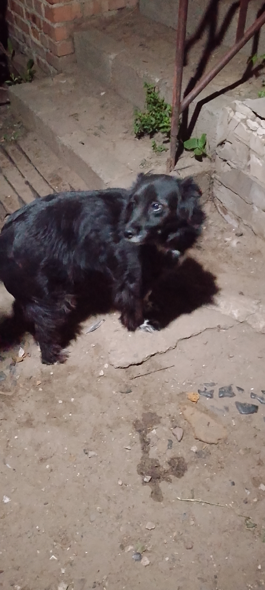 A medium-sized, shaggy black dog is standing on a dirt and concrete surface next to a set of concrete stairs. The dog is facing to the right of the frame, with its head turned back towards the viewer. Its fur is somewhat matted, and it appears to have white markings around its muzzle. The background consists of brickwork and a metal railing. The lighting suggests it is nighttime. This scene is likely outdoors, possibly in a residential area or yard.