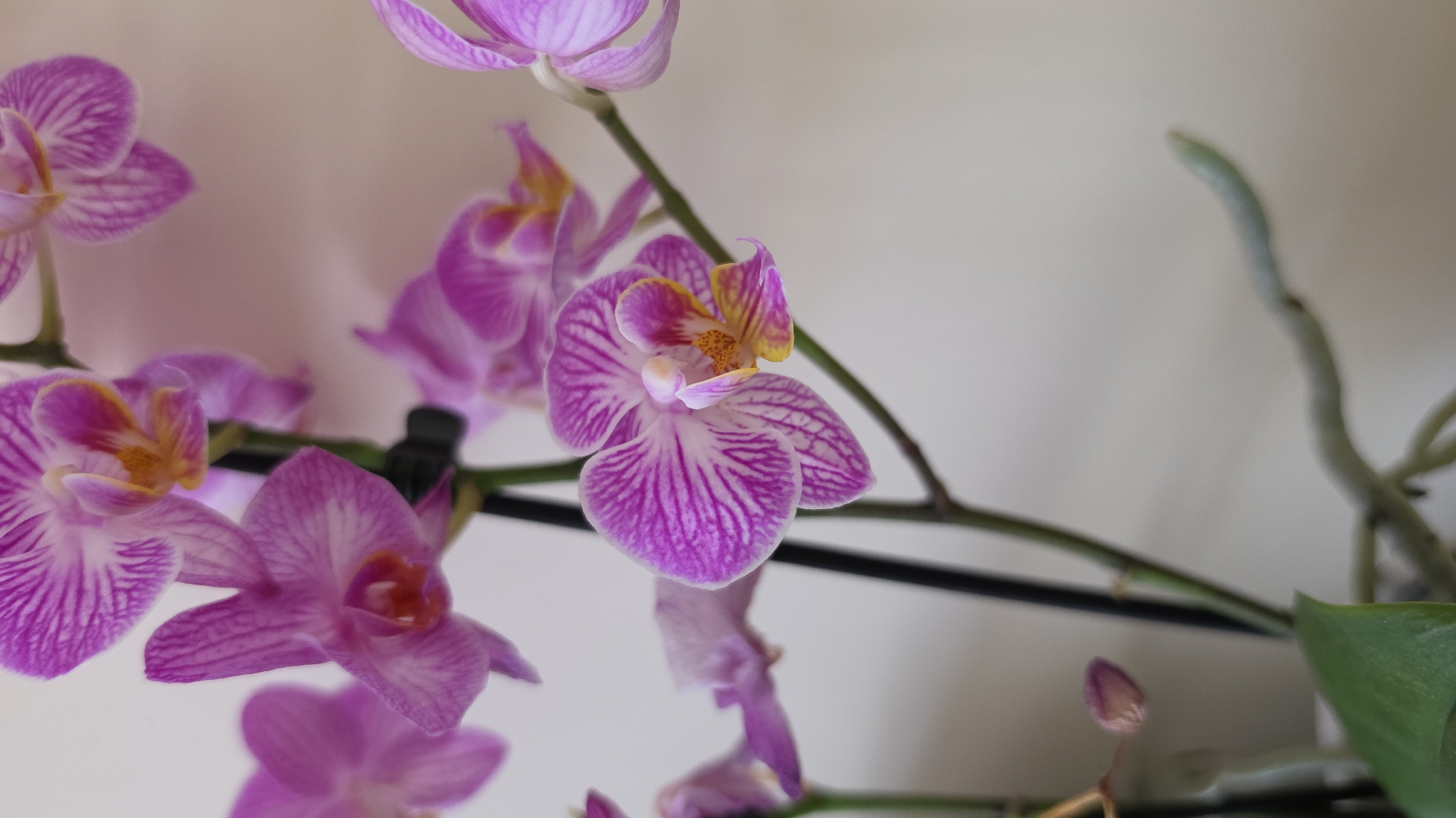 The image shows a close-up of a flowering orchid plant. The blossoms are predominantly light purple with dark purple stripes on the petals. The center of the flowers contains yellow and orange details. A few buds are visible, and green leaves are seen at the bottom right of the frame. The background is a soft, neutral color. There's no evidence of the city of London or the United Kingdom.