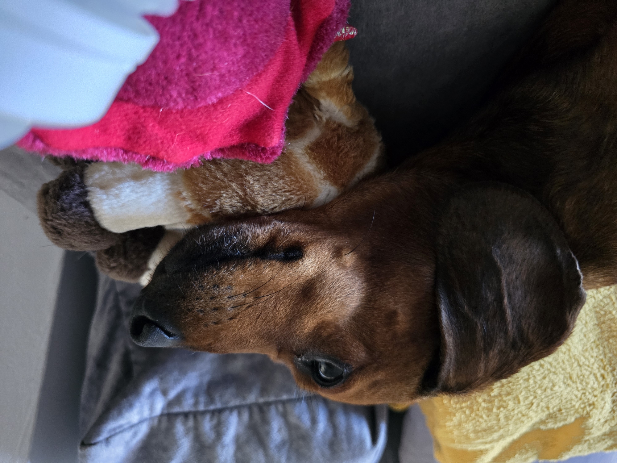 A brown dachshund dog is resting on a pink blanket and a stuffed animal with brown and white markings. The dog is lying on its side, with its head resting on the stuffed animal. The dog's eyes are open, and it appears to be looking off to the side. In the background, there are two pillows, one yellow and one gray. The image is taken from a close-up perspective, with the dog and its surroundings filling most of the frame. The lighting is soft and natural. The scene is indoors, likely on a sofa or bed. The location in the city is Unknown, Unknown.