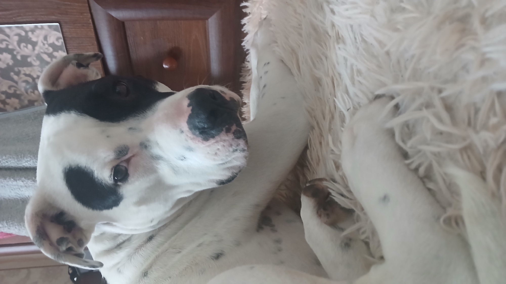 A dog is lying on its back on a white, fluffy rug. The dog is mostly white with black markings around its eyes and on its nose. It has short ears, and its eyes are open. The dog is close to a wooden cabinet. The location and city are Unknown, Unknown.