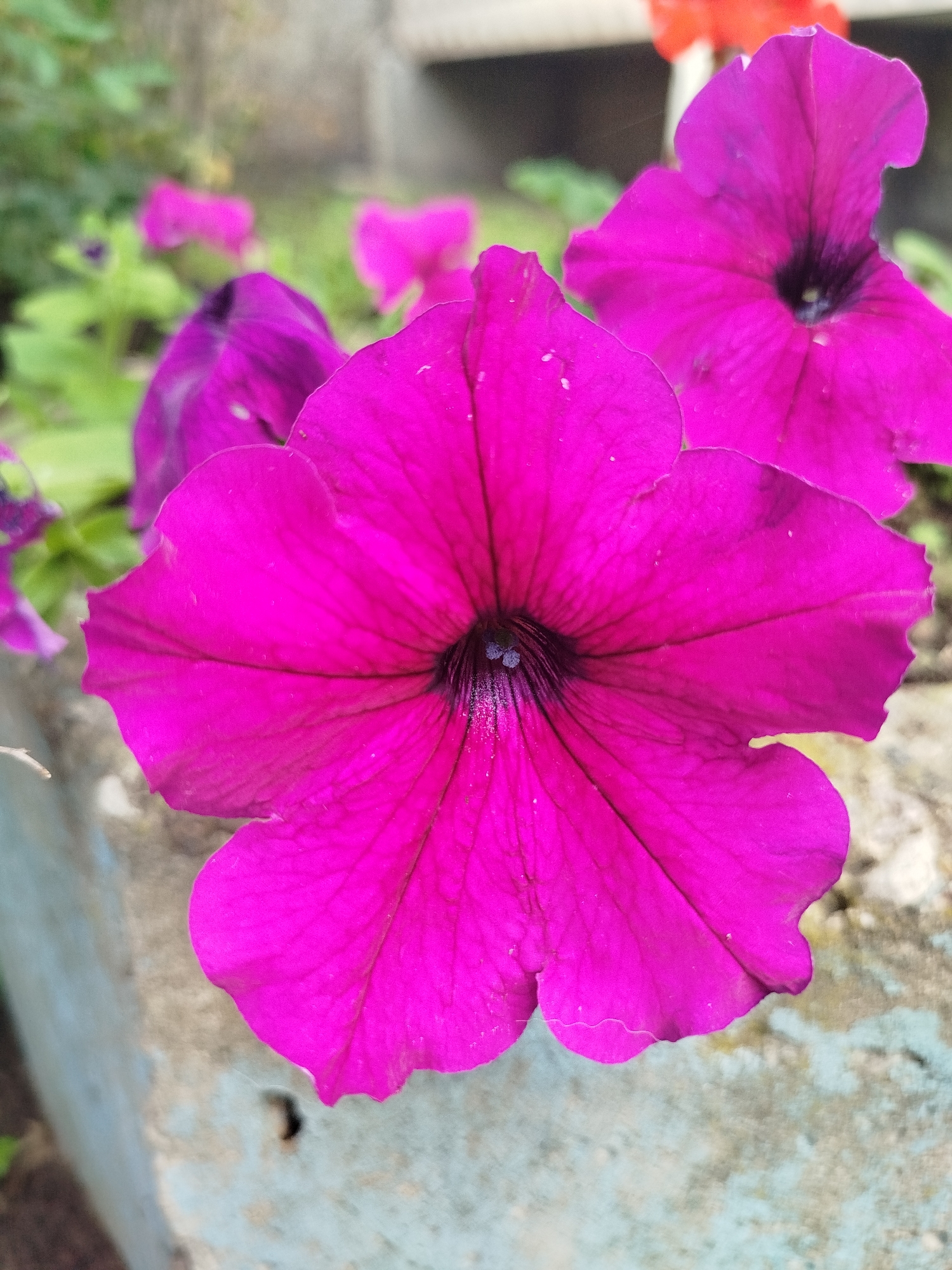 The image shows a close-up of several bright pink petunias in bloom. The main focus is a large petunia in the foreground, with its vibrant petals unfurling towards the viewer. Its center is a deep, dark purple, with visible stamens. To the left and right, other petunia blossoms are partially visible, some in sharp focus and others blurred in the background. The flowers are growing in what appears to be a garden or planter box, with hints of green foliage and a textured concrete or stone border in the foreground. The background is blurred, suggesting a shallow depth of field, and hints at other plants and possibly a wall or structure. There are no people or animals visible in the image. The overall impression is one of natural beauty and vibrant color in an outdoor setting. The image does not provide any specific geographical information that would allow for its localization to Pskov, Russia.