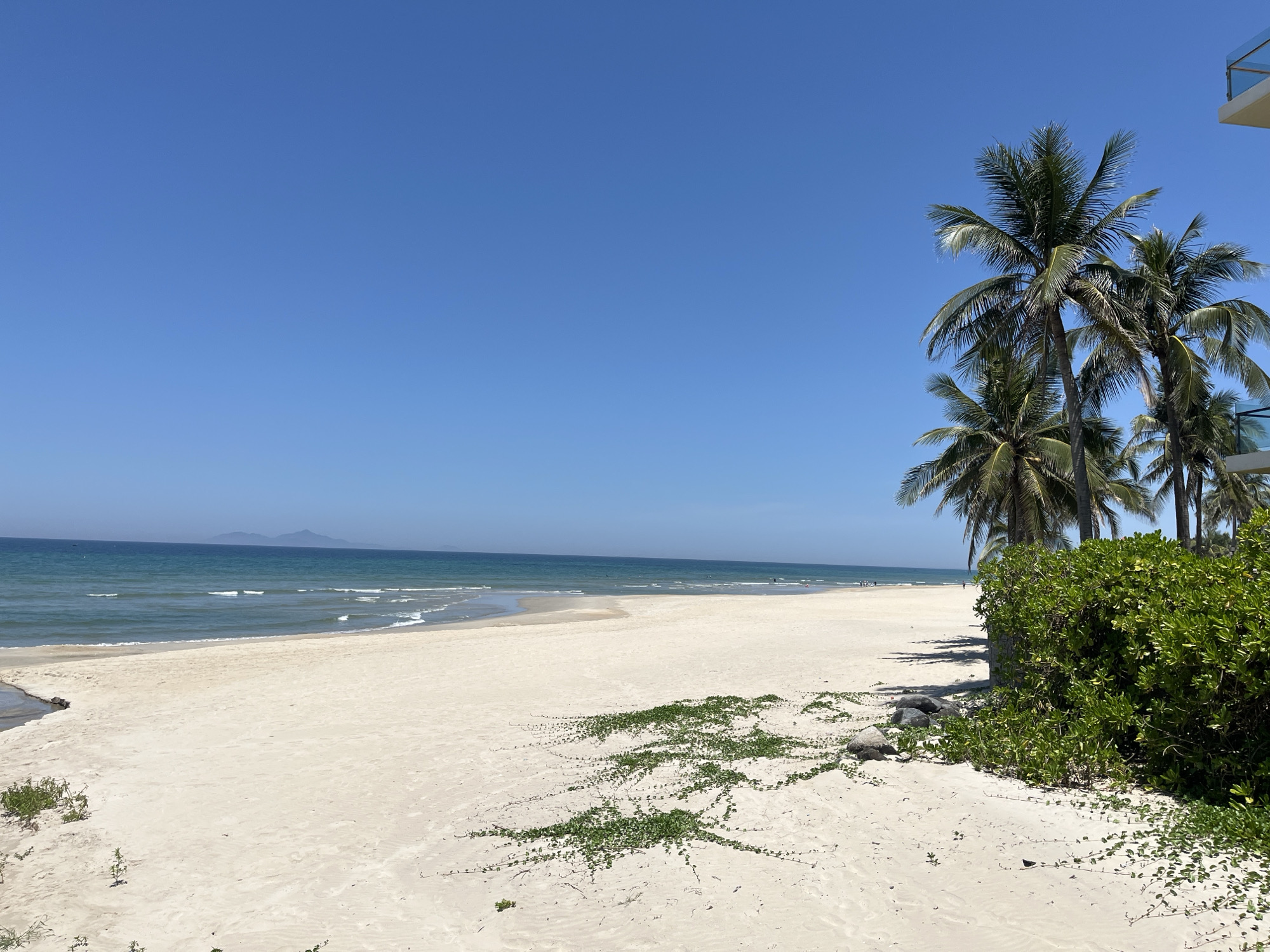 The image shows a beach scene in Đà Nẵng, Vietnam. The sky is clear and blue. The beach has light sand. Gentle waves are visible at the shoreline. In the distance, a landmass can be seen on the horizon. Palm trees stand along the right side of the image, next to a dense patch of green vegetation. In the lower foreground, ground cover plants spread across the sand. The photo captures a bright, sunny day at the beach.