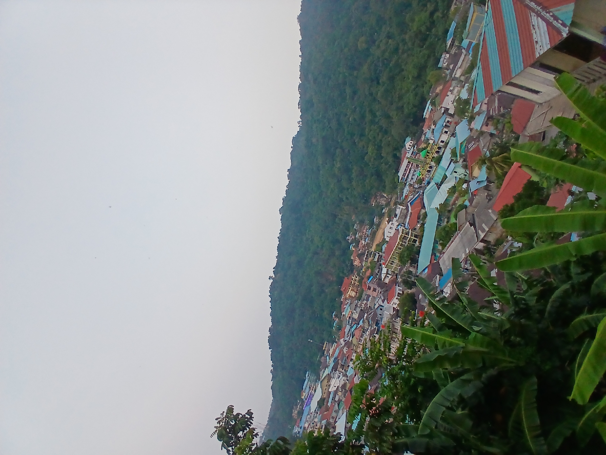 The image captures an aerial view of the city of Tarempa Selatan, Indonesia, with a focus on the densely populated urban area nestled at the base of a lush green hillside. The sky is overcast and a pale gray, suggesting either dawn, dusk, or a cloudy day.
The foreground is dominated by the large, broad leaves of banana plants, which are vibrant green and slightly blurred due to their proximity to the camera and the angle of the shot. These plants create a natural framing for the scene below.
The city itself is a patchwork of buildings with various roof colors, including red, blue, gray, and striped patterns. The architecture appears to be a mix of residential and commercial structures, with some buildings exhibiting multiple stories. A prominent building with a green dome and yellow accents, likely a mosque, stands out in the mid-ground, indicating a significant cultural or religious presence. The buildings are closely packed together, suggesting a compact urban layout. Roads are visible winding through the city, connecting the various structures.
The background is characterized by a steep, verdant hillside covered in dense tropical forest. The trees are a deep green, creating a stark contrast with the more subdued tones of the city. The hillside rises dramatically, forming a natural backdrop to Tarempa Selatan. The overall impression is of a coastal city integrated with its natural environment, with the urban sprawl meeting the untamed wilderness. There are no discernible people or animals in the visible portion of the image.