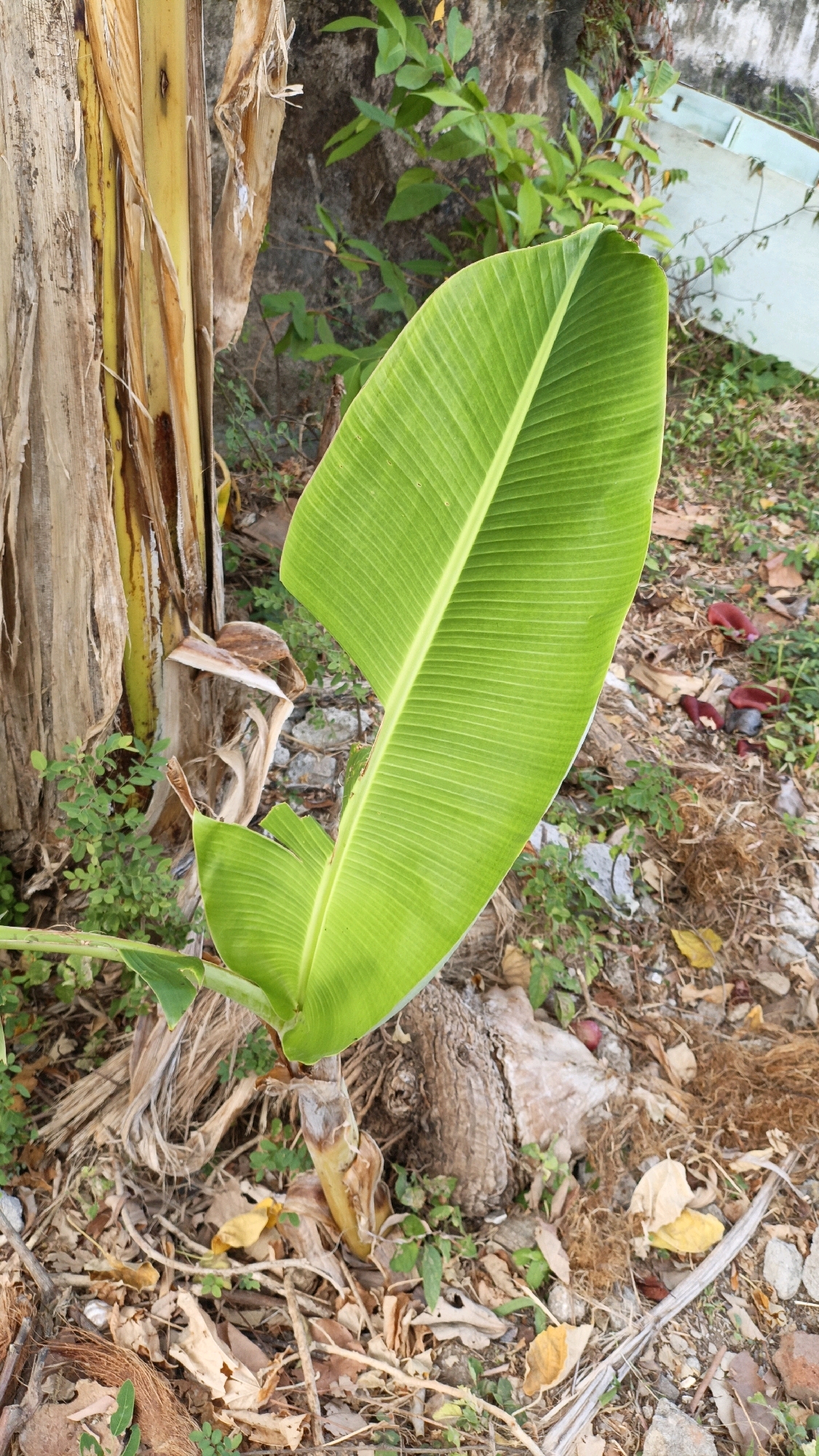 An outdoor, eye-level shot shows a banana plant and its large green leaf in Cikal, Indonesia. The banana plant trunk is on the left, with its characteristic fibrous, layered bark. A large, vibrant green banana leaf dominates the right side of the frame, curving downwards. The ground is covered with dry leaves, twigs, and some red-colored debris. In the background, a rough stone wall is visible, with some green foliage growing near it, and a pale blue object can be seen on the far right. The lighting suggests it is daytime.