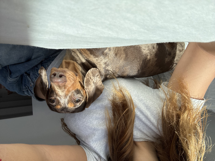 A brown and tan dappled Dachshund dog rests on a person wearing a grey shirt. The dog's head is tilted, with floppy ears visible. The person is wearing a denim jacket and has long, blonde hair. A light-colored surface or fabric is above the dog. The orientation of the image is sideways, giving a slightly disorienting perspective.