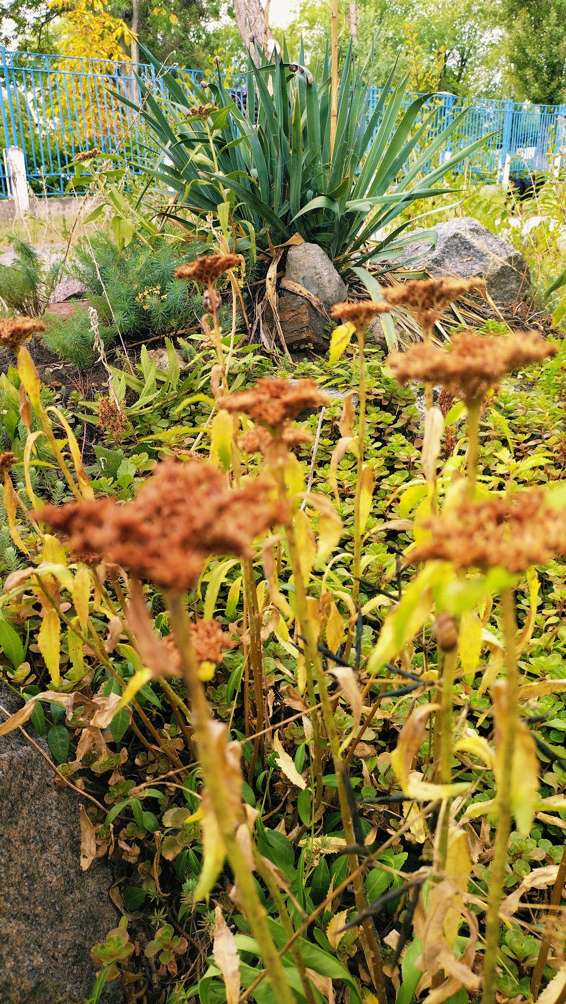 The image captures a close-up view of dried, brown flower heads on tall, thin stalks in the foreground, set against a backdrop of lush green foliage and a vibrant blue metal fence. In the middle ground, a large, spiky green plant, possibly a Yucca, dominates the scene. Several large, grey stones are scattered amongst the plants. The background reveals a blurred view of trees with yellowing leaves, suggesting an autumn setting, and a clear sky overhead. The setting appears to be an outdoor garden or park area within the city of Horishni Plavni, Ukraine. No people are visible in the image, and no actions or interactions are depicted. The overall impression is one of natural decay and the changing seasons.