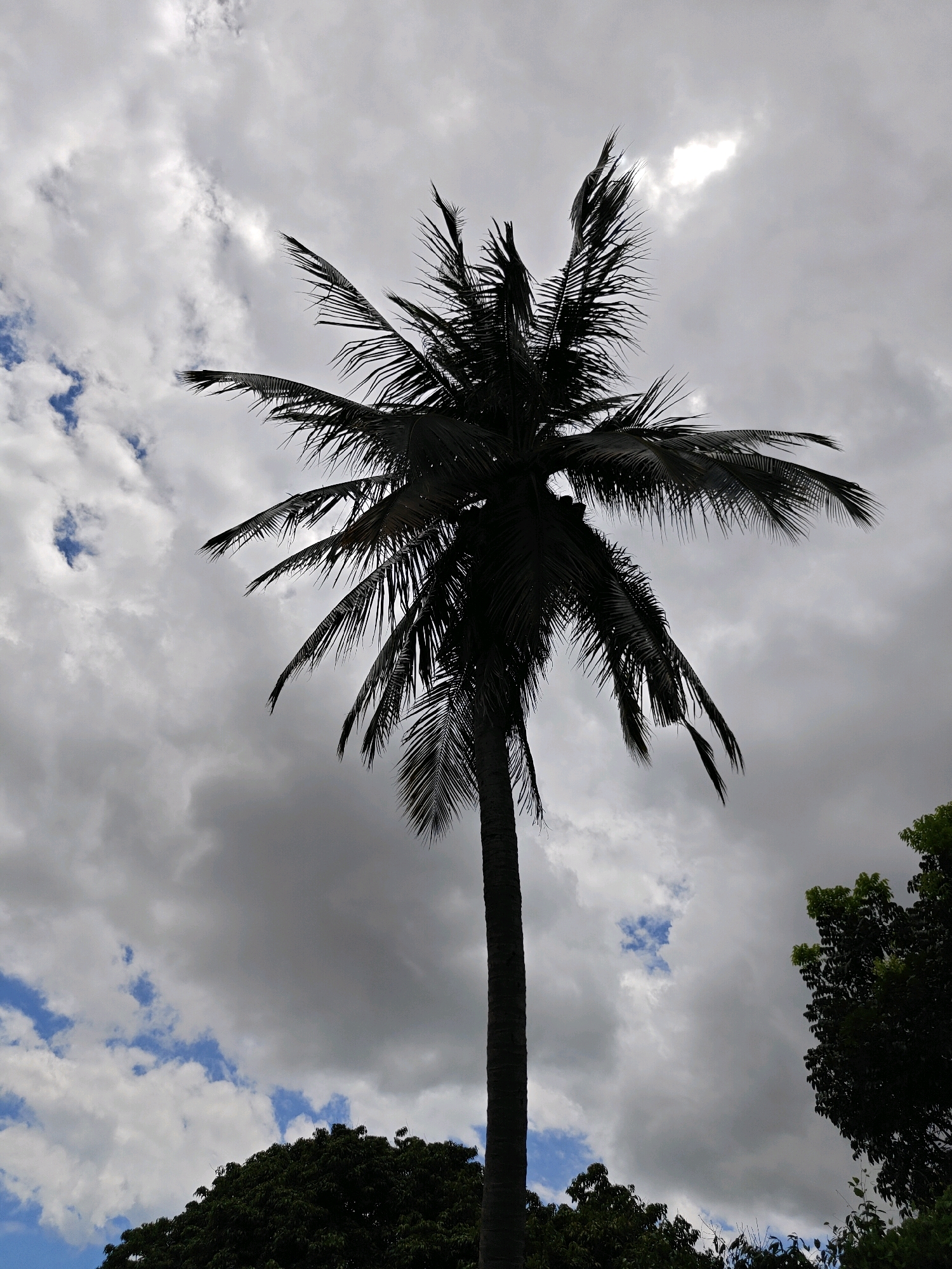 A lone, silhouetted coconut palm tree stands tall against a dramatic, overcast sky, its fronds splayed out like a crown. The sky is a mix of dark, heavy clouds and patches of lighter gray, with hints of blue sky peeking through in places. The palm tree's trunk is thick and rough, and its leaves are dark and spiky, creating a stark silhouette against the diffused light. In the lower right corner of the frame, the dark green foliage of another, larger tree is visible, its leaves dense and lush. The bottom edge of the image shows the dark, leafy canopy of several trees, likely part of a forest or dense vegetation. The scene evokes a feeling of tropical weather, perhaps just before or after a storm. The location is Nong Nam Daeng, Thailand.