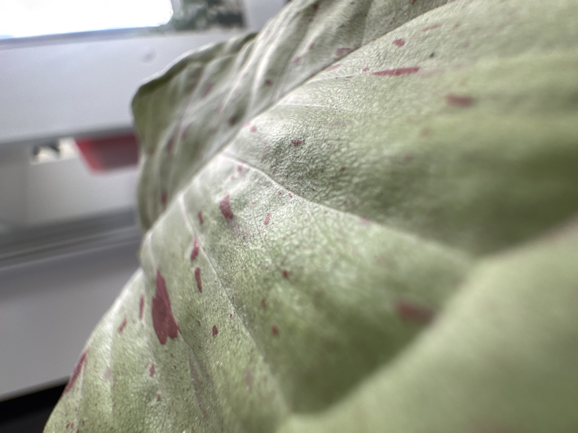 A close-up, shallow depth-of-field shot focuses on a light green leaf with irregular dark pink speckles. The leaf's surface texture is visible, with fine lines and a slightly matte finish. The leaf appears to be part of a larger plant. In the background, out of focus, are blurred elements suggesting an indoor environment with a window and a red object. The scene is devoid of people and any specific urban or natural landmarks of Domodedovo, Russia.