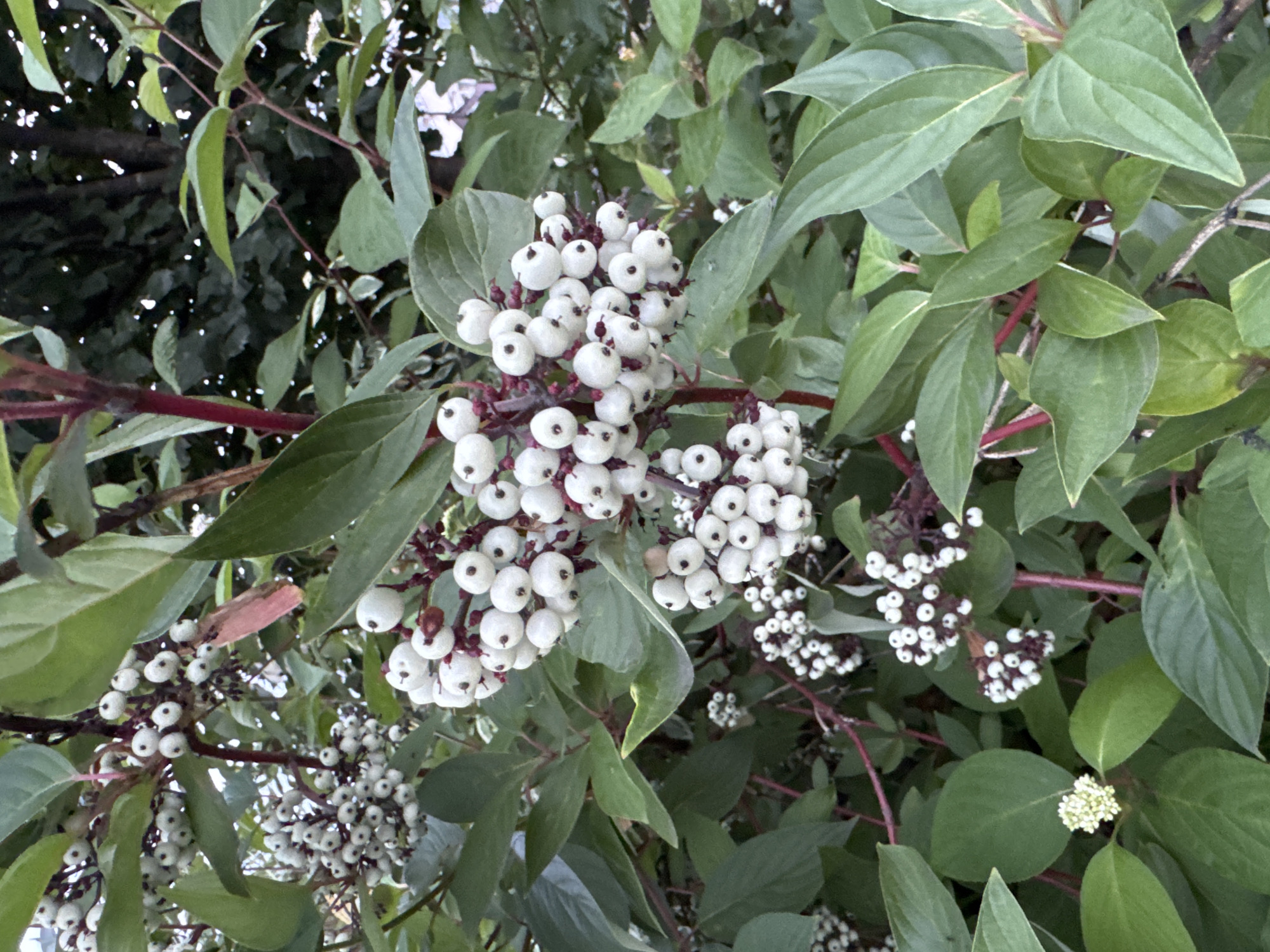 The image shows a close-up view of a plant with clusters of small, white, berry-like fruits. The berries are round and appear to be growing on thin, dark red stems. The plant has numerous green leaves, some of which are slightly pointed. In the background, there are darker green leaves and branches, suggesting a densely vegetated area. The lighting suggests it is daytime, possibly overcast or in shade, as there are no strong highlights or shadows. There are no people or animals visible in the image. The specific location of Rastunovo, Russia, is not discernible from the visual information present in the image itself.