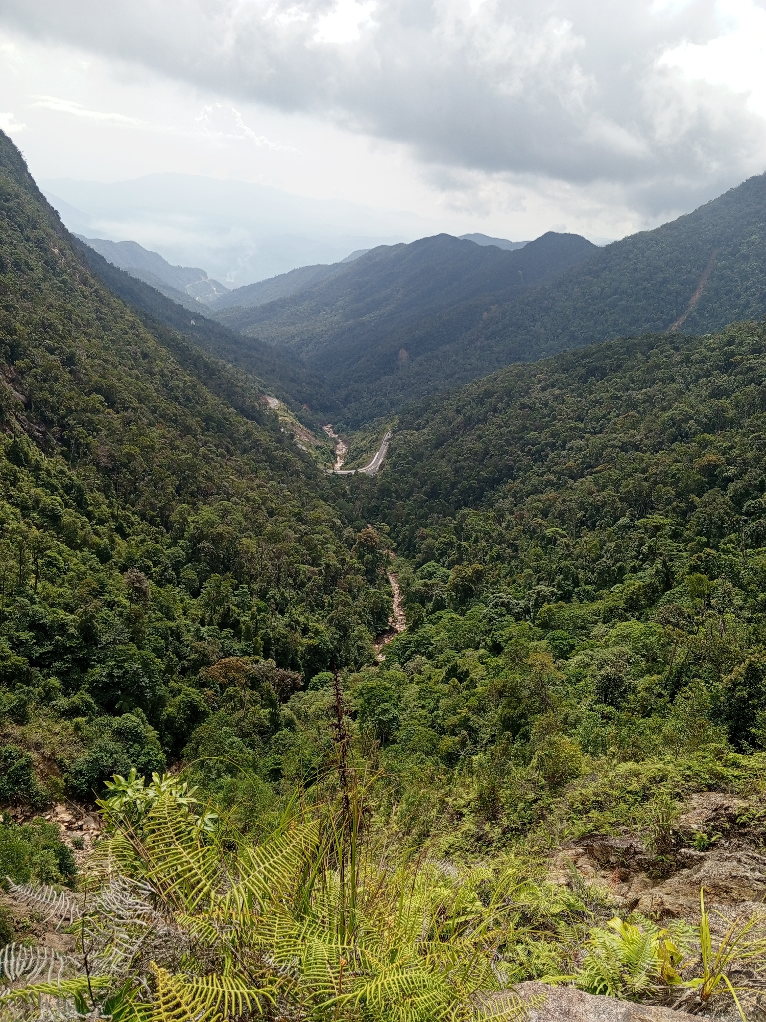 This is a high-angle, full-shot photograph of a lush, mountainous landscape in Nam Khanh Vinh, Vietnam. The image captures a deep valley carved into rolling green hills, densely covered with vibrant emerald-colored trees and vegetation. A winding road snakes its way through the valley floor, its pale surface contrasting with the surrounding greenery. In the foreground, large ferns and other leafy plants grow on rocky terrain, their fronds unfurling towards the viewer. The sky above is overcast, with dramatic, textured clouds obscuring the sun, casting a diffused light over the scene. The overall impression is one of wild, untamed natural beauty, characteristic of a tropical mountain region.