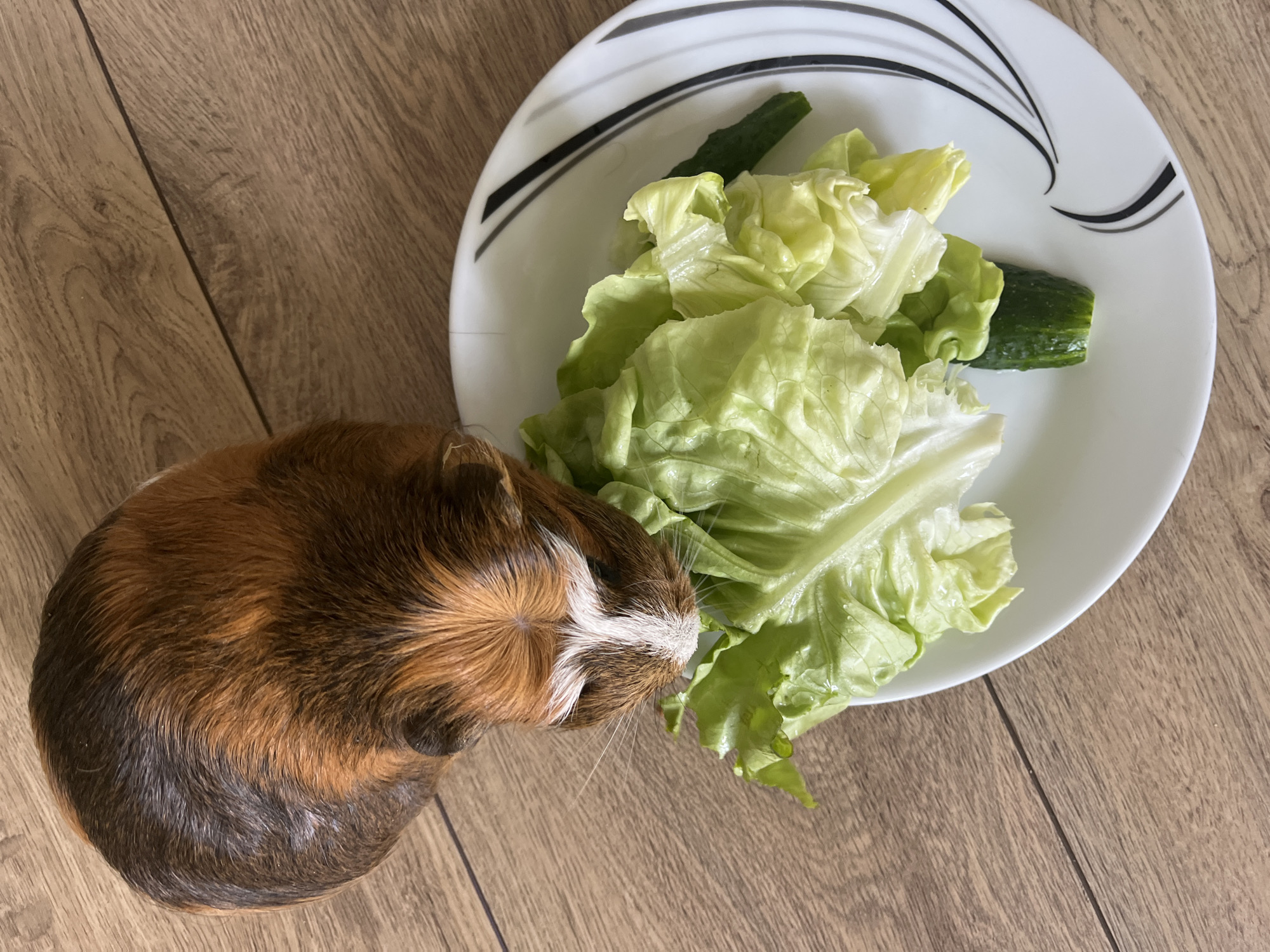 An overhead shot shows a guinea pig on a wooden floor, next to a white plate with a black and white swirl design. On the plate are several pieces of lettuce and two small segments of cucumber. The guinea pig is facing the plate and appears to be interested in the food. Its fur is a mix of brown, black, and white. The lighting suggests it's daytime, and the setting appears to be indoors, possibly a home.
