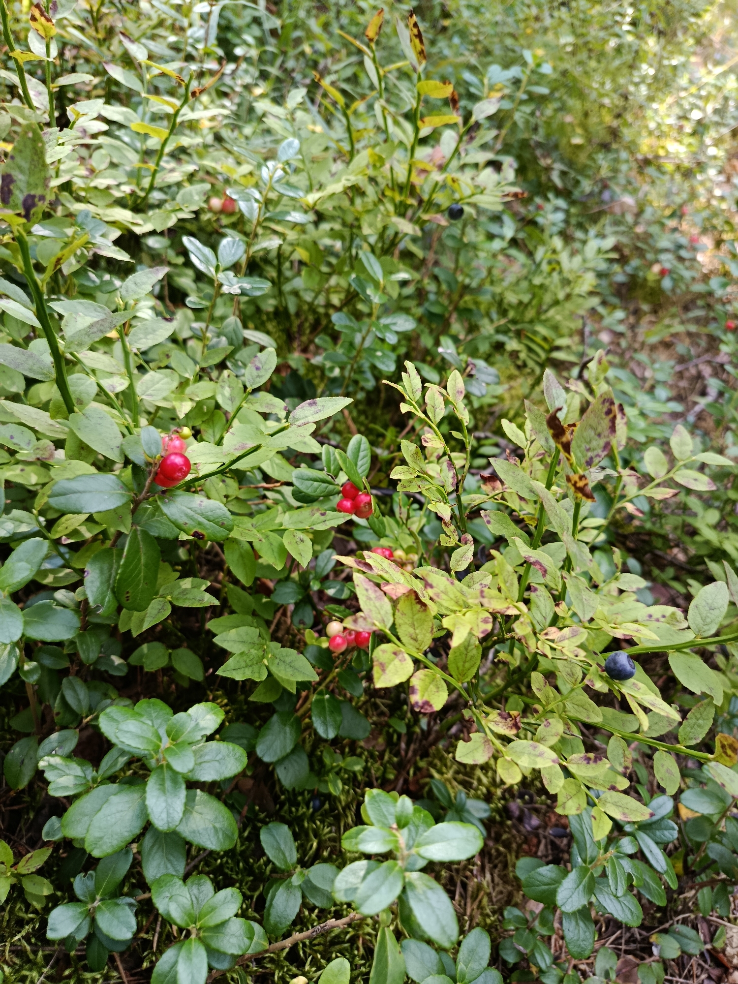 The image shows a close-up view of a forest floor covered with low-lying green bushes and vegetation. There are several clusters of red berries on some of the bushes, and a few dark blue berries are also visible. The leaves of the bushes are mostly green, with some showing signs of discoloration or spots. The ground is covered with moss and fallen leaves. The lighting suggests it is daytime, possibly in a shaded area of a forest. The scene is set in the city of Бордуки, Russia. No people or specific actions are depicted.