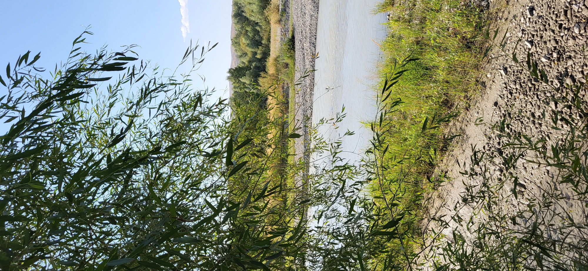 The image shows a natural scene by a river, likely in Taldykorgan, Kazakhstan, given the context of previous images. The foreground is dominated by the drooping branches and leaves of a willow tree, casting shadows on the muddy bank below. The river itself is a pale, calm body of water, with a bed of smooth, gray stones visible near the edge. Beyond the river, the bank is covered in lush green grass and some dry, yellow vegetation. In the background, a dense line of trees forms a natural border, with rolling hills visible in the far distance under a clear blue sky. There are no people or animals present in the image. The overall impression is one of a tranquil, undeveloped riverside environment on a sunny day.