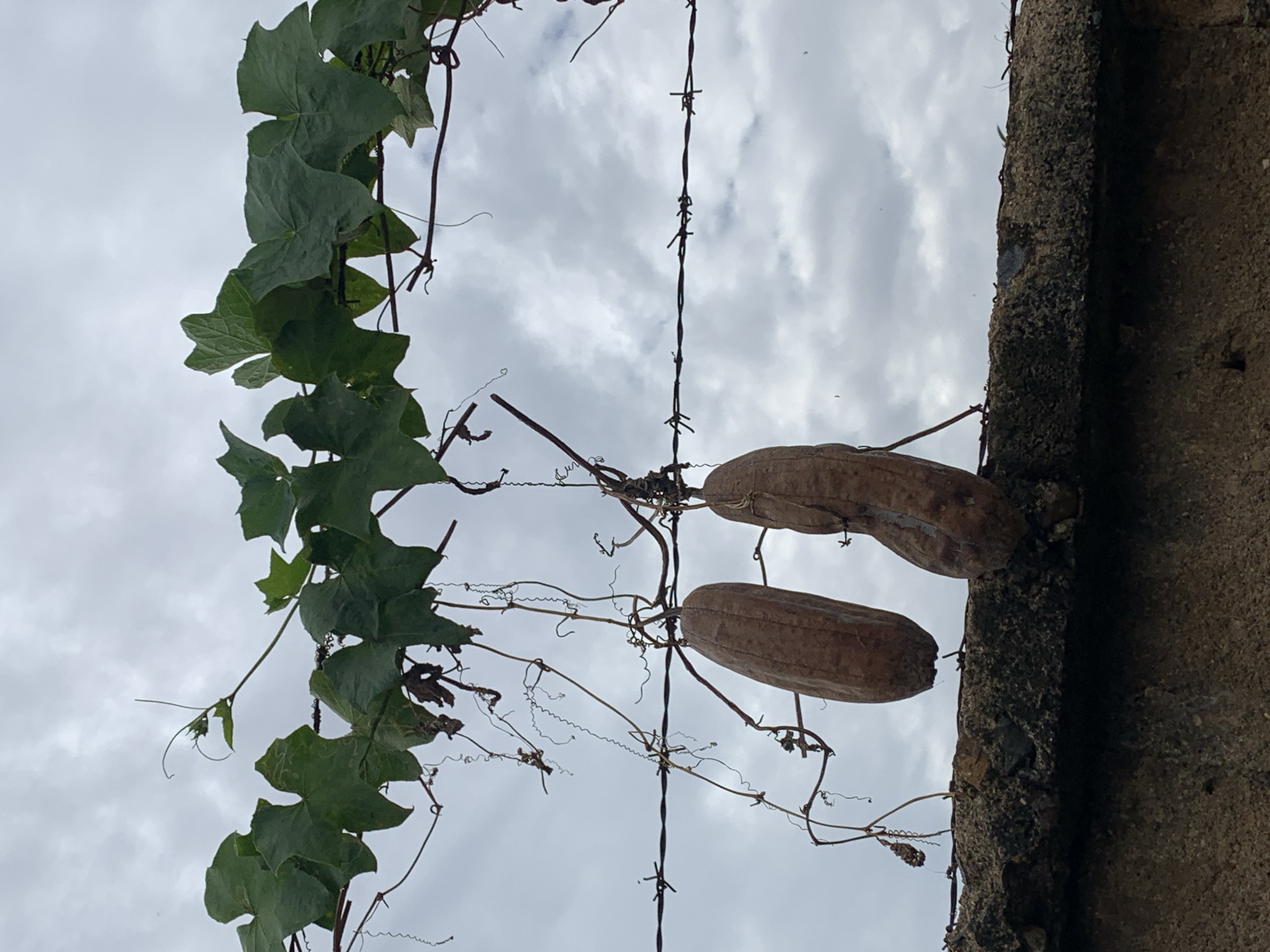 An outdoor scene in Rafin Par, Nigeria, depicts an overcast sky above a concrete wall structure. A vigorous green vine, characterized by broad leaves and coiling tendrils, spans the upper portion of the frame. Below this foliage, a single strand of barbed wire runs horizontally across the mid-ground, with vine stems and dried tendrils intertwined around it. Suspended from the vine and barbed wire are two distinct, elongated, dark brown, shriveled gourds, exhibiting a fibrous appearance consistent with dried Luffa. The gourds hang above a weathered, rough-textured concrete ledge, which itself rests upon a lower, darker, textured wall that occupies the bottom segment of the image. No human subjects are visible.
