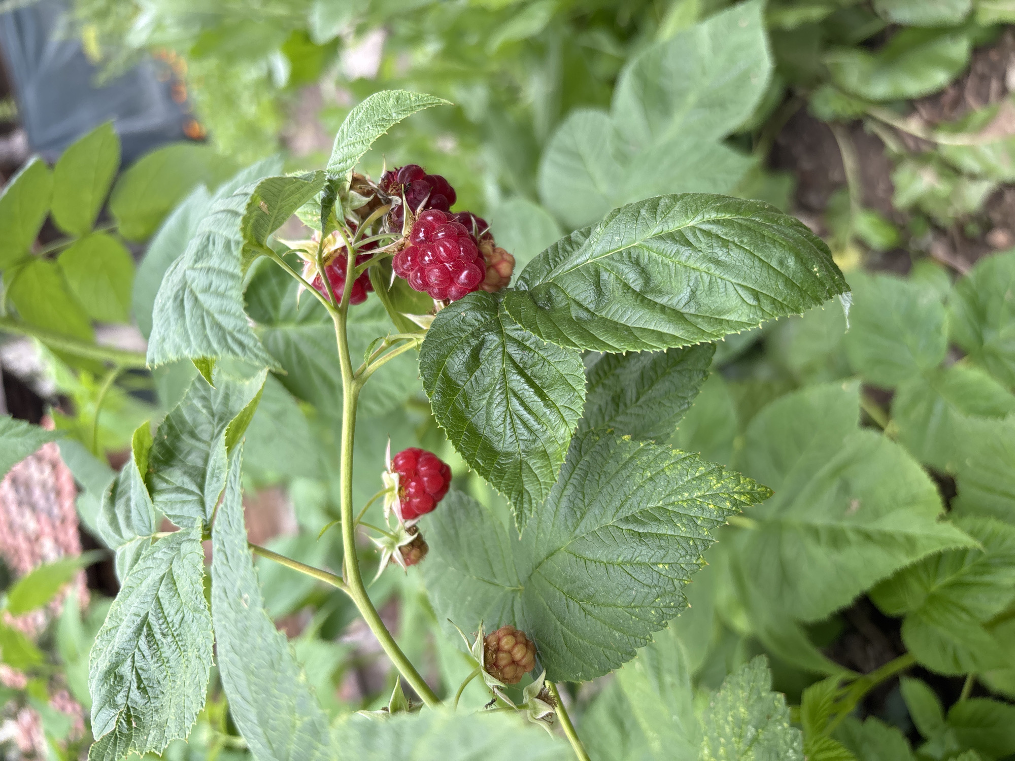 The image shows a close-up of ripening raspberries on a plant. Several clusters of raspberries are visible, with some being a deep red color and others still a lighter pinkish-red or even greenish-yellow. The raspberries are attached to thin, thorny stems, and surrounded by large, green, serrated leaves. Some of the leaves show signs of damage or discoloration, with small yellow spots. The background is blurred, but suggests an outdoor environment with more foliage and possibly some soil visible. There are no people or animals in the image. The scene appears to be a garden or natural setting where raspberry plants are growing. The mention of "Montana, Bulgaria" provides a geographical context, suggesting this scene is located in that region.