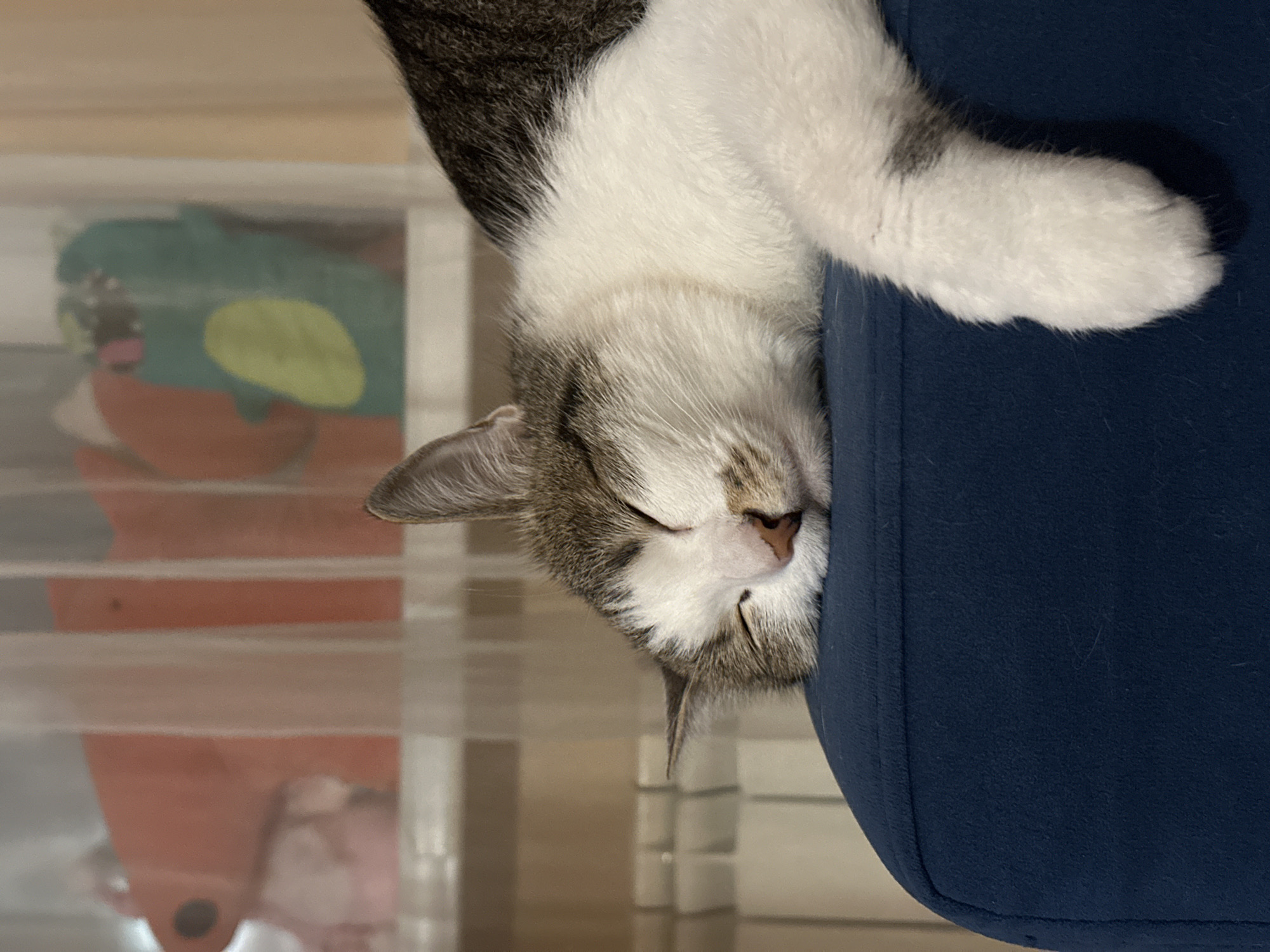A close-up, slightly rotated image shows a sleeping cat resting its head on a blue fabric surface, likely a chair or cushion. The cat is mostly white with gray tabby markings on its head and back. Its eyes are closed, and its paws are visible on the right.
In the background, to the left, there is a transparent plastic container filled with colorful toys. The environment suggests an indoor setting, possibly a home. There is no indication of the image being taken in Krasnoyarsk, Russia; this information is not present in the visual content.