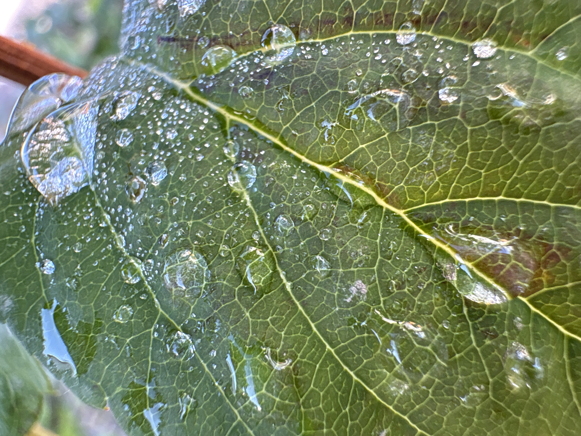 The image shows a close-up, macro photograph of a green leaf covered in numerous small water droplets and a few larger, irregular water patches. The leaf has a prominent central vein and a network of smaller veins, creating a textured surface. The water droplets are clear and reflect light, some appearing as tiny spheres and others as slightly flattened shapes. The background is out of focus, showing muted greens and brown tones, suggesting an outdoor environment, possibly a garden or park. There are no people, animals, or discernible man-made structures within the immediate frame of the leaf. The image is taken in Kungur, Russia.
