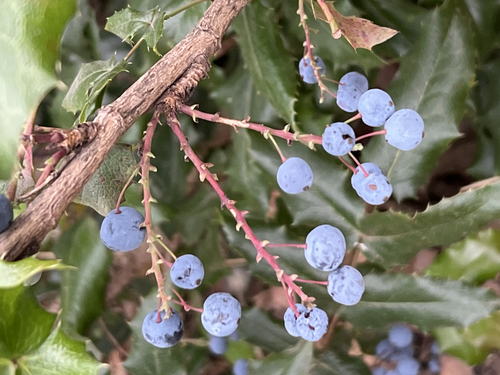 This is a close-up, eye-level shot of a branch with clusters of blue berries. The berries are small and round, with a dusty blue-gray appearance. They are attached to thin, reddish-pink stems that grow from a thicker, woody branch. The branch itself has a rough, textured bark in shades of brown and gray, and appears to be angled diagonally across the frame from the upper left towards the center.
Behind the berries and branch, the background consists of dark green, leathery leaves, which appear to be holly or a similar plant with spiky edges. The lighting suggests it is daytime, with diffused light that doesn't cast harsh shadows, indicating possibly an overcast day or a shaded location. The overall scene is natural and appears to be an outdoor setting, likely a garden or wild foliage. There are no people or any visible text in the image. The focus is sharply on the berries and the branch, while the background leaves are softly blurred, creating a shallow depth of field.