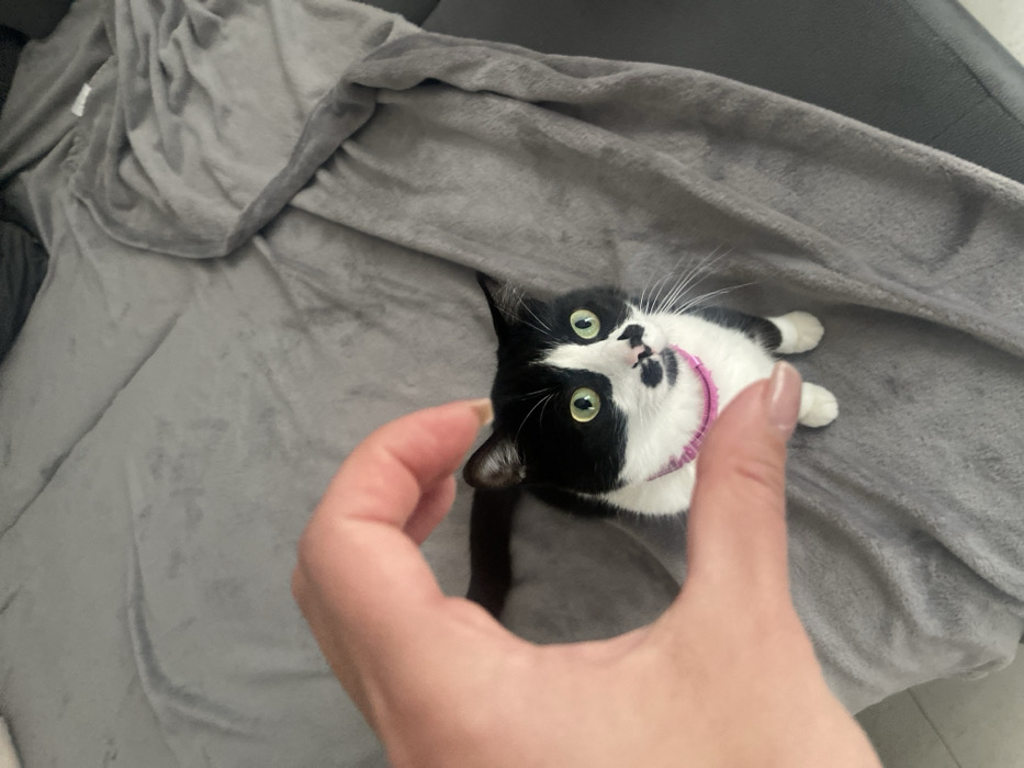 The scene is set indoors, within a domestic environment in Budva, Montenegro. A black and white tuxedo cat, wearing a thin pink collar and possessing distinct green eyes, is seated on a textured gray blanket or throw. The cat features a prominent black mark on its upper lip resembling a mustache. A light-skinned human hand, positioned in the upper-left quadrant, hovers above the cat's head, appearing to interact with or gesture towards the animal. The cat is looking directly upwards, its gaze focused towards the observer or the hand. A darker gray furniture element is partially visible along the right edge and in the background.