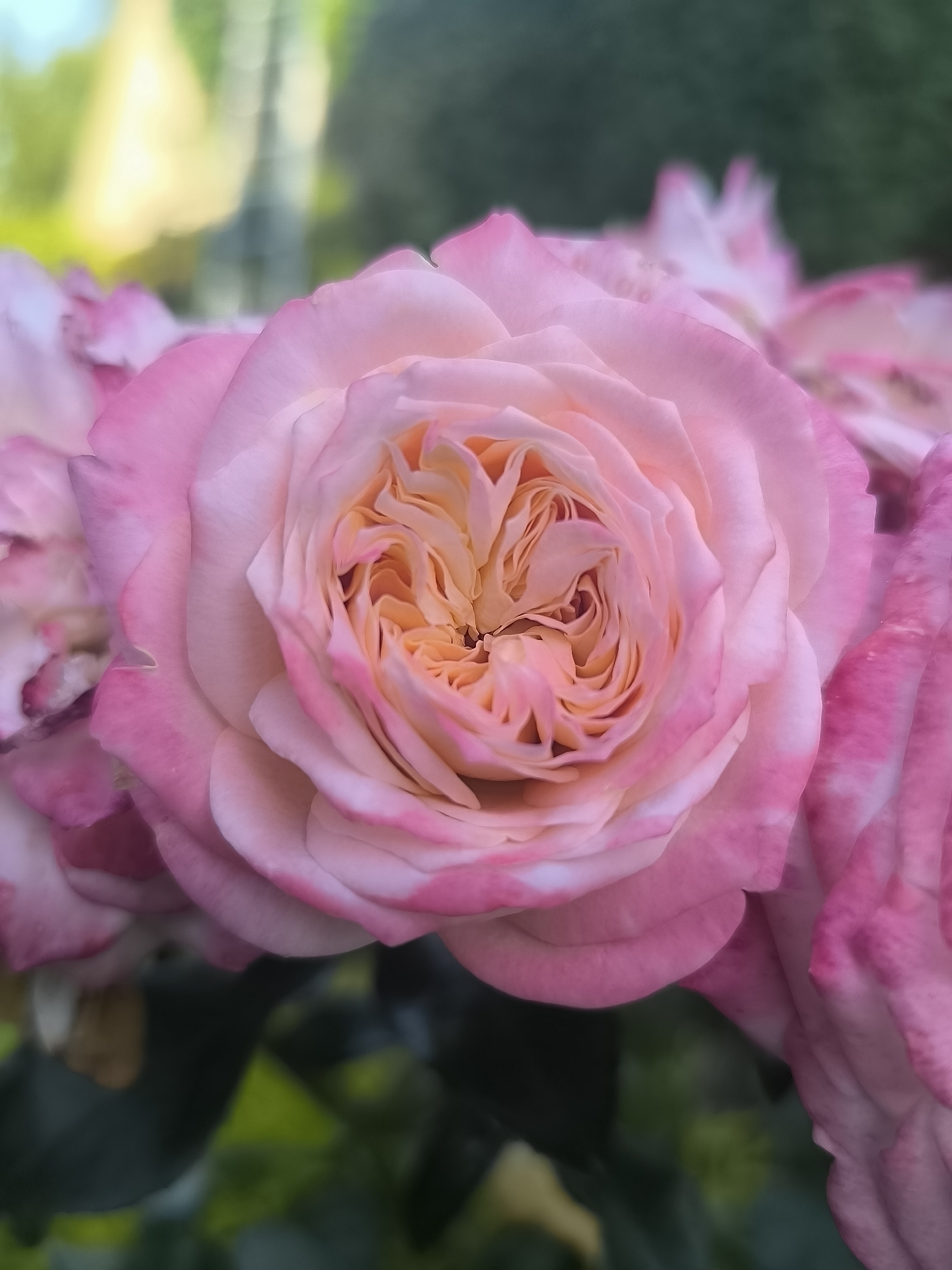 A close-up shot of a pale pink rose with peachy-pink accents in its center. The rose is in full bloom, with many layered petals creating a spiral pattern. In the background, out-of-focus greenery and soft yellow light suggest an outdoor garden setting. There are other roses, also out of focus, to the left and right of the main subject. No people or specific landmarks are visible. The image does not contain information to determine its location in Klaipėda, Lithuania.