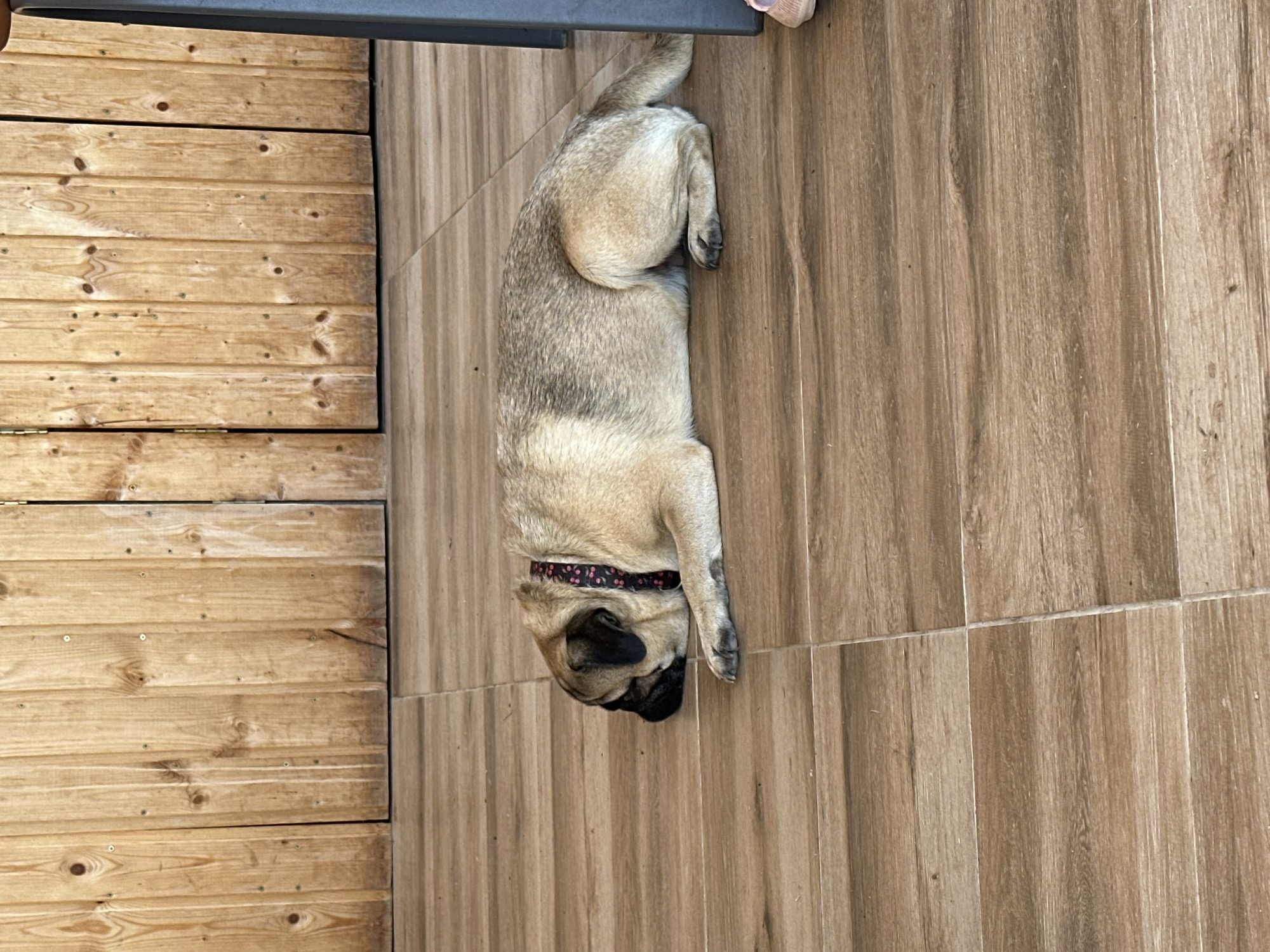 A fawn-colored pug, wearing a dark collar with red and white polka dots, is lying on its side on a tiled floor. The pug's head is down, and its eyes are closed. The floor tiles are a light brown, wood-grain pattern. In the background, a wooden wall with vertical planks is visible. The scene appears to be outdoors, possibly on a patio or porch. This image was taken in Mrachenik, Bulgaria.