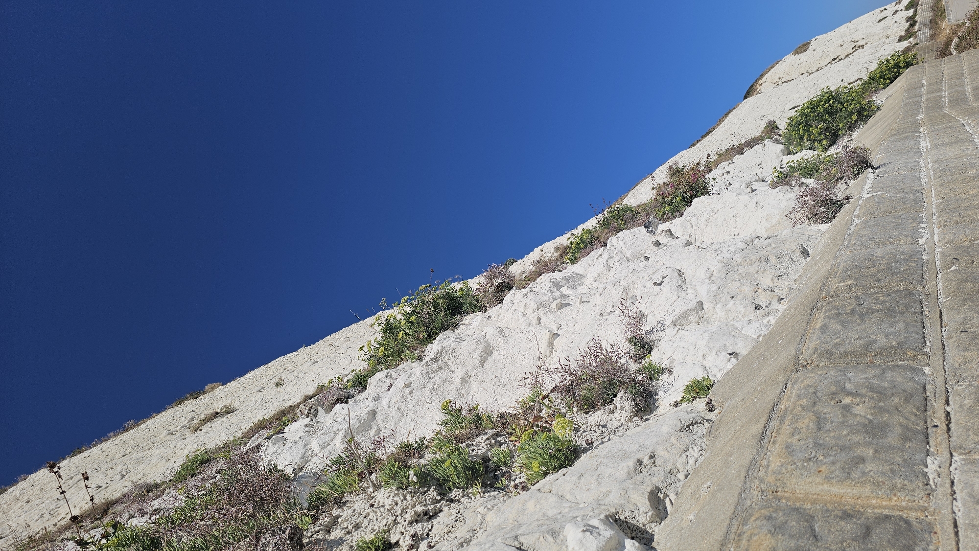 The image shows a section of a white chalk cliff in Roedean, United Kingdom, with a bright blue sky. The cliff face is textured and irregular, with various types of vegetation, including green leafy plants and smaller, purplish-red plants, growing from crevices. In the foreground, there is a concrete retaining wall made of large, rectangular blocks. The wall is weathered and shows signs of age and discolouration, with some areas appearing darker and others lighter. The cliff slopes upwards from the wall, at an angle, towards the right of the frame. The perspective suggests the viewer is looking up at the cliff face. The overall scene is one of a natural coastal landscape enhanced by man-made structures.