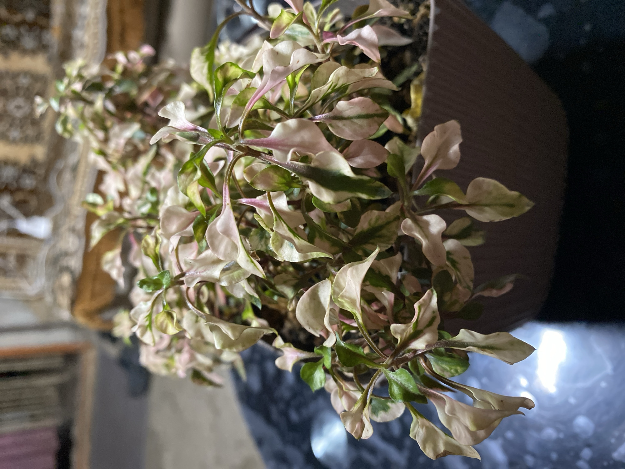 A close-up, overhead shot shows a potted plant with variegated leaves in shades of pink, green, and cream. The plant is in a grey, ribbed pot, resting on a dark, reflective surface, possibly a table. The background is blurred, showing a patterned rug and a hint of furniture, suggesting an indoor setting. There is no indication of the location being in Oktiabrskaya, Russia.