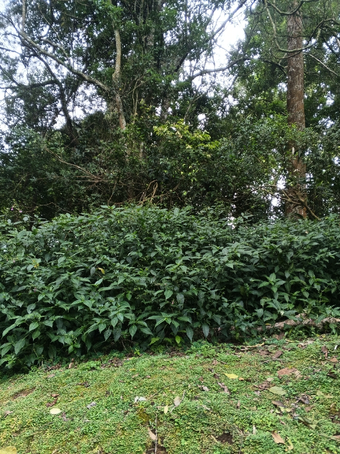 The image depicts a dense natural environment in Tah, Vietnam. The foreground consists of an uneven ground surface covered by a low-lying, fine-textured green plant carpet interspersed with scattered brown leaf litter. Immediately behind this, a continuous, dense mass of dark green leafy shrubs forms a midground barrier, exhibiting numerous broad, pointed leaves. The background is dominated by a dense forest canopy featuring multiple tall trees with light-colored trunks and a network of branches covered in abundant green foliage. Patches of bright sky are visible through gaps in the upper canopy. No people, animals, or man-made objects are present.