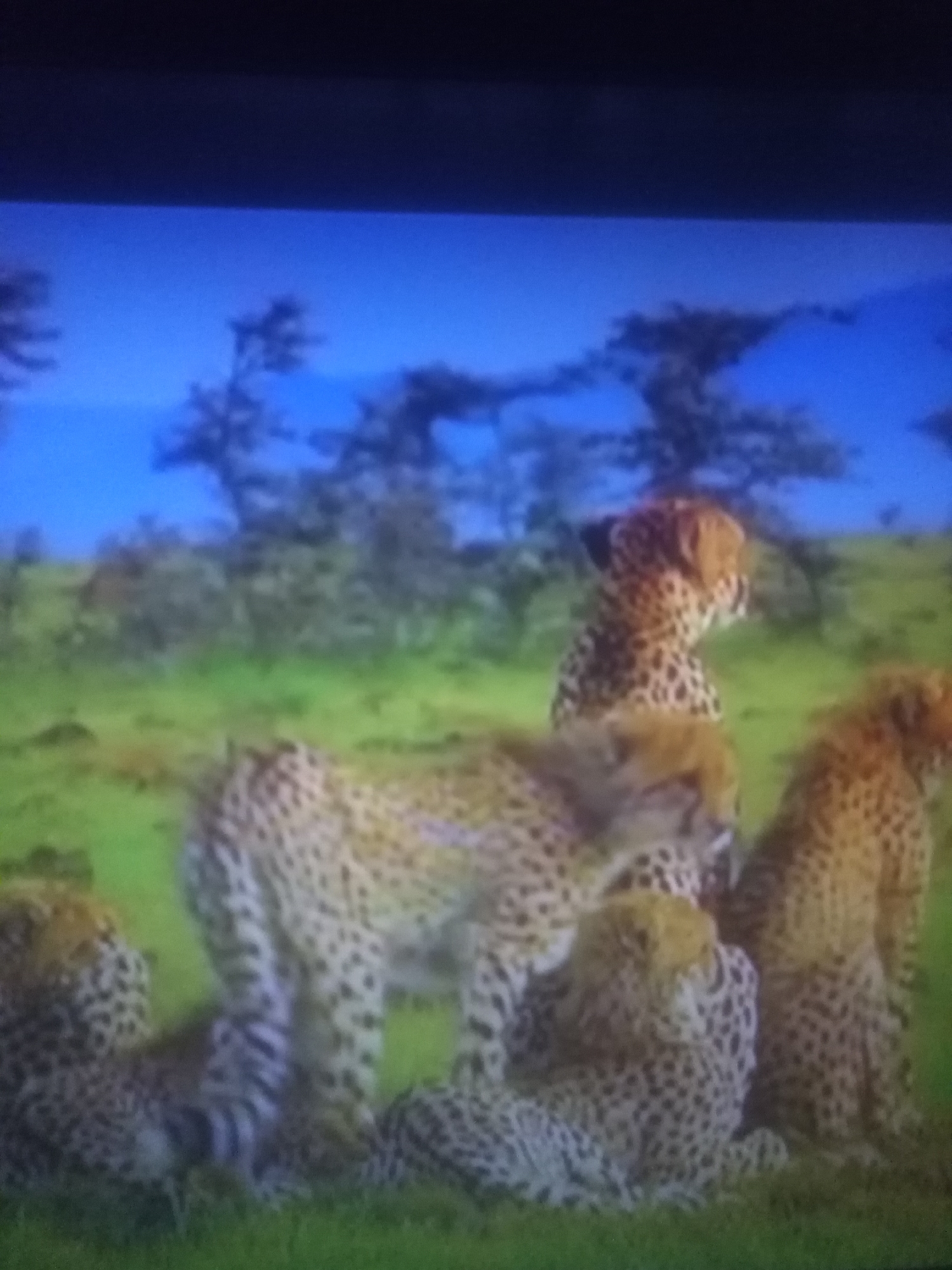 A group of five cheetahs are in a grassy savanna with sparse trees in the background under a blue sky. The cheetahs are of various sizes, suggesting a mix of adults and younger individuals. One cheetah stands prominently in the center, facing to the right, while others are seated or lying down in the foreground and midground. The cheetahs are the primary subjects, with their spotted coats clearly visible. The environment is a natural landscape.