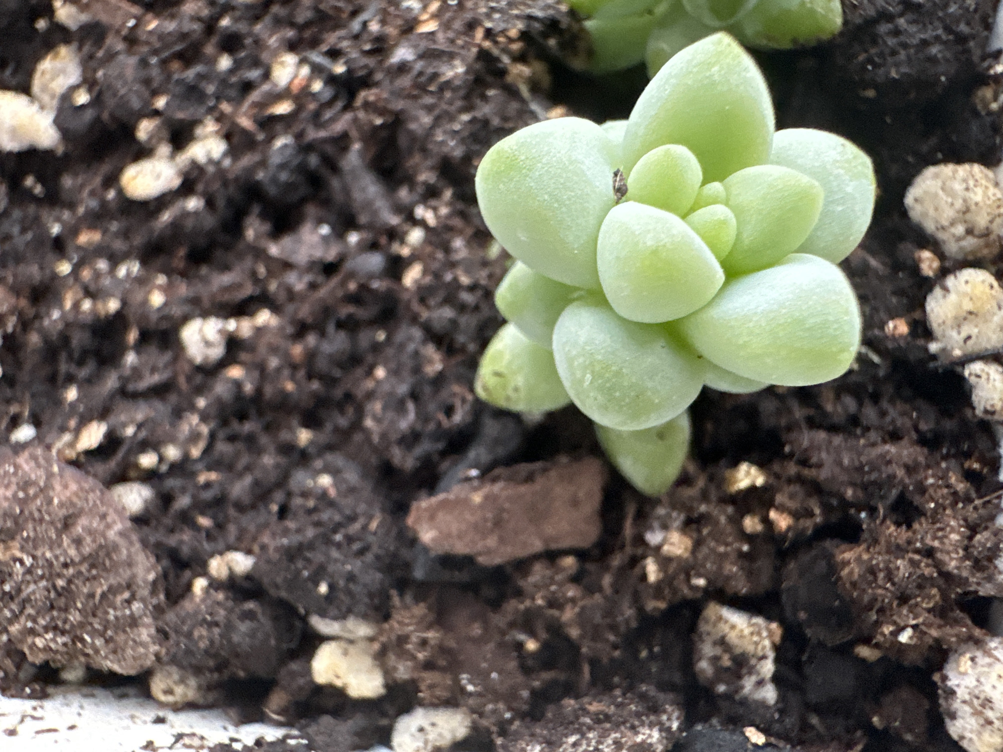 A close-up, top-down view of a succulent plant's light green, rounded leaves emerges from dark brown, granular soil. Small pebbles and larger chunks of soil are scattered throughout the frame. A tiny, dark insect is visible on one of the succulent leaves. No discernible location in Podolsk, Russia, or any human presence is evident.