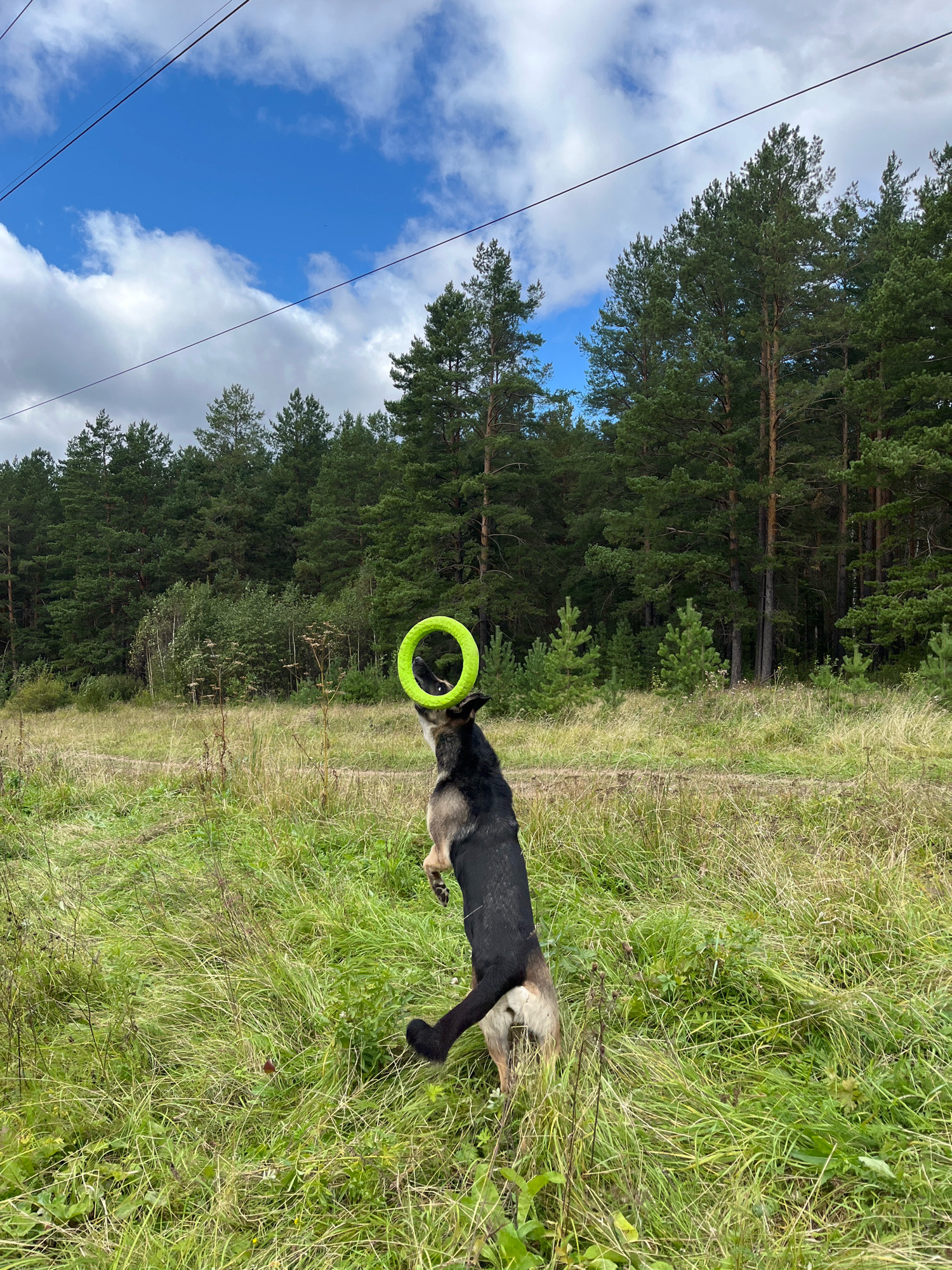 A German Shepherd dog leaps in a grassy field, attempting to catch a bright green frisbee ring that hovers above its head. The dog's body is suspended in mid-air, with its hind legs extended behind it and its front paws reaching upwards. The frisbee is positioned directly in front of the dog's snout. In the background, a dense forest of pine trees stretches across the horizon, with a partly cloudy sky above. Overhead, power lines traverse the sky, indicating a proximity to infrastructure. The scene appears to be an outdoor recreational area, possibly on the outskirts of Nizhny Tagil, Russia, given the mention of the city.