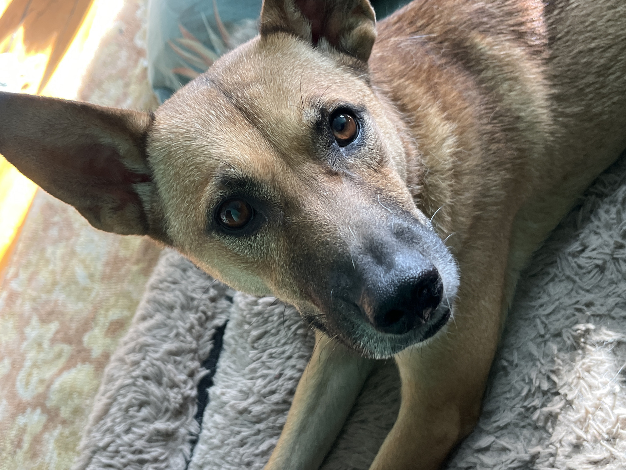 An overhead shot shows a tan dog lying on a fluffy rug. The dog is looking up at the camera with its ears perked. The dog's eyes are dark brown and its nose is black. The rug is a light brown color and appears to be soft and plush. The background is out of focus, but appears to be a room with furniture. There is no indication of the location in the city of Nizhny Tagil, Russia.