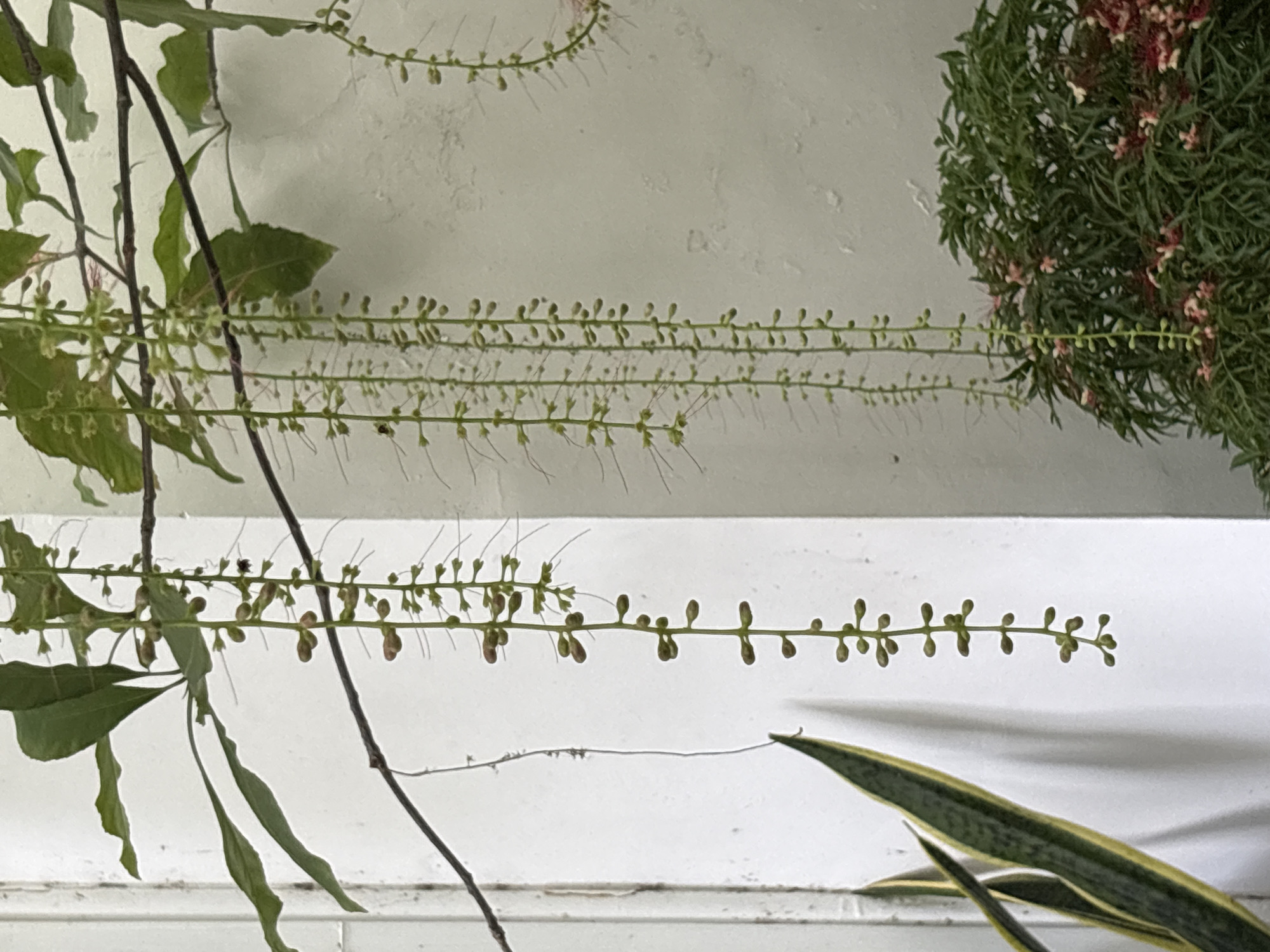 The image shows a close-up of hanging plant inflorescences with small, undeveloped flower buds. In the foreground, to the left, are the striped leaves of a snake plant. To the right, in the background, is a dense, leafy green plant with small pink and white flowers. The backdrop appears to be a textured, off-white wall and a white wooden door or partition. The lighting suggests an indoor or sheltered outdoor setting. There are no people or animals visible. This scene is located in Nha Trang Ward, Vietnam.
