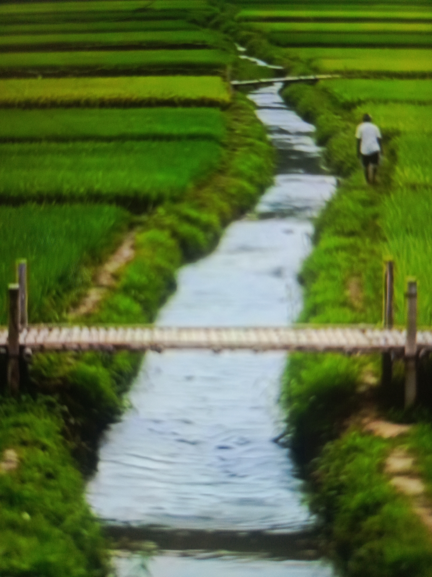 A person in a white shirt and dark shorts walks along a narrow dirt path beside a tranquil canal in a rural, lush green landscape. The path is bordered by dense foliage, with a simple wooden plank bridge spanning the canal in the foreground. The canal itself is calm, reflecting the bright sky. The background features meticulously cultivated rice paddies, arranged in a tiered pattern, indicative of the agricultural practices common in Merubung, Indonesia. The overall scene conveys a sense of serenity and agricultural harmony.