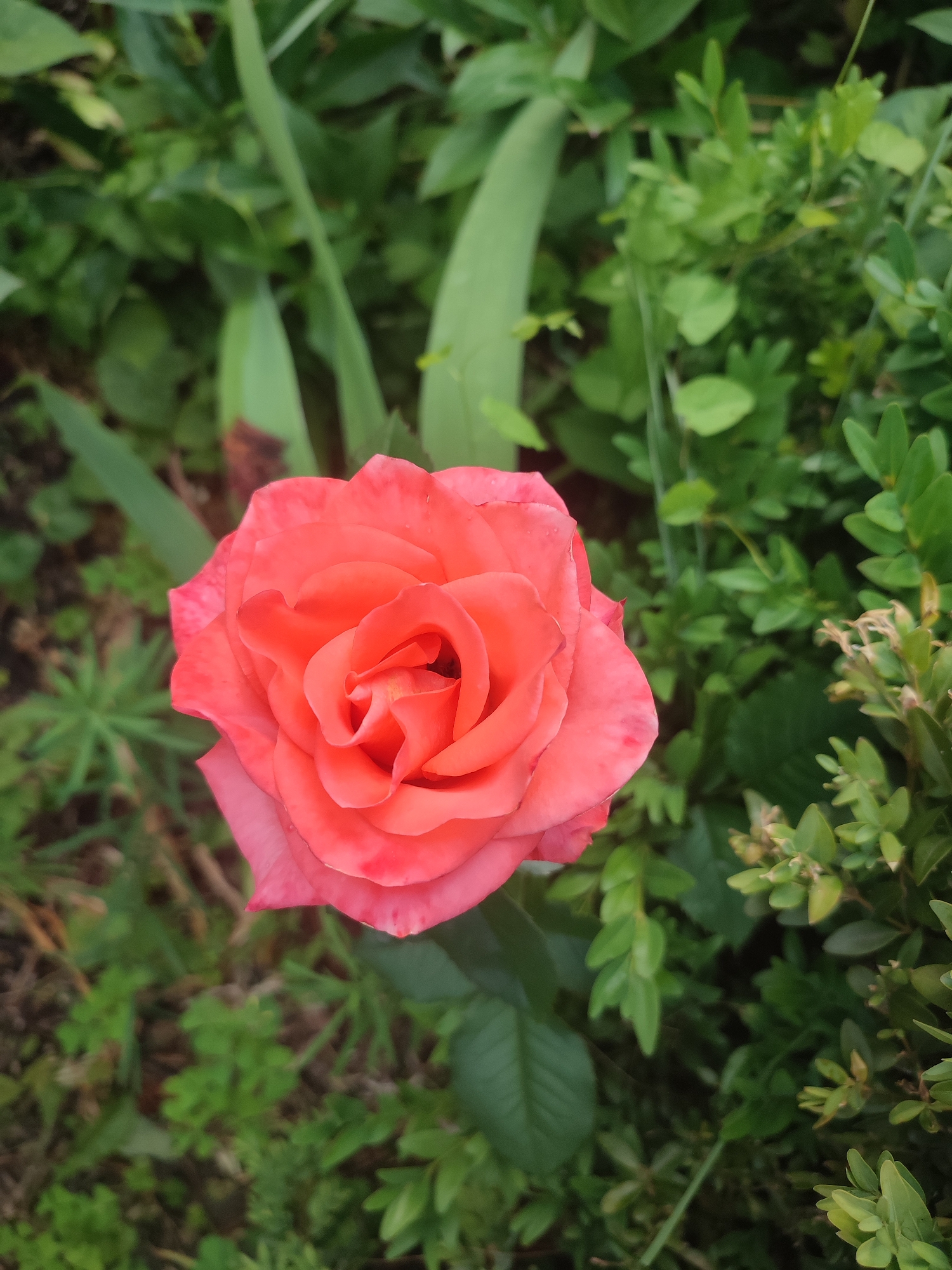 The image displays a close-up, top-down view of a vibrant, coral-pink rose in full bloom. The rose is the central subject, with its petals unfurling in a spiral pattern, revealing a tightly packed center. Tiny water droplets can be seen on some of the petals, suggesting recent rain or dew.
The rose is set against a blurred background of lush green foliage, typical of a garden setting. To the left of the rose, there are broad, elongated green leaves and some darker, possibly dry foliage at the base. To the right, a dense cluster of smaller, glossy green leaves forms a contrasting texture. The overall impression is one of natural beauty and a peaceful outdoor scene.
The lighting suggests it might be daytime, possibly overcast or in diffused sunlight, as there are no harsh shadows. The setting appears to be a garden or a park in Kriukivshchyna, Ukraine, given the contextual information. No people or specific activities are depicted. The focus is entirely on the delicate and detailed form of the rose, evoking a sense of tranquility and appreciation for nature. There is no visible text in the image.